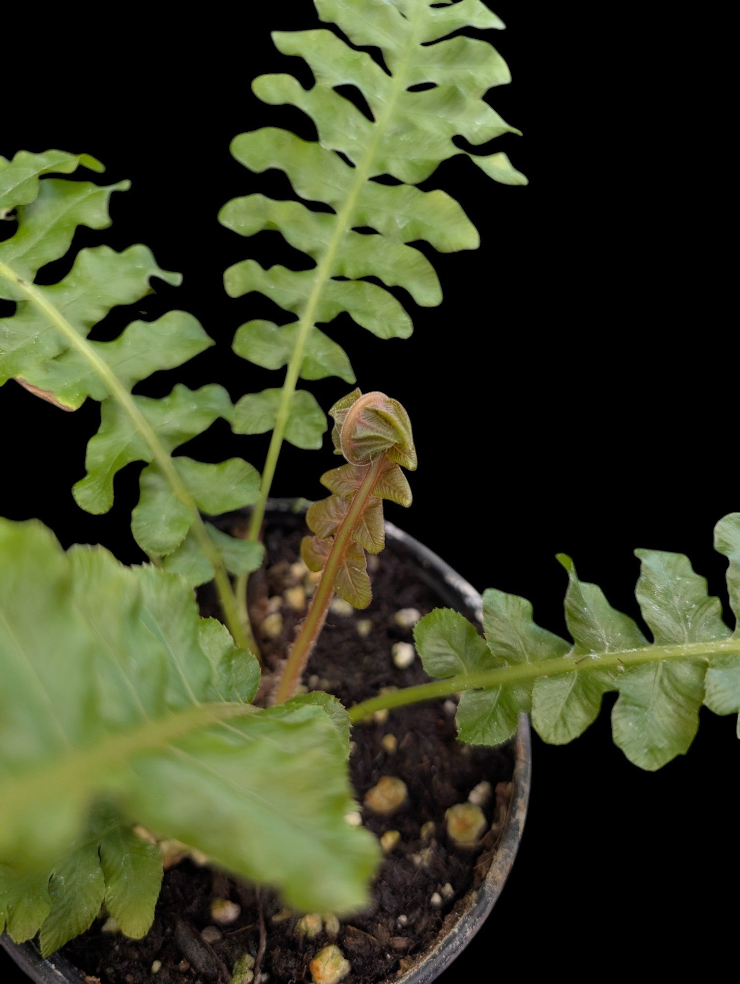 Brazilian Tree Fern