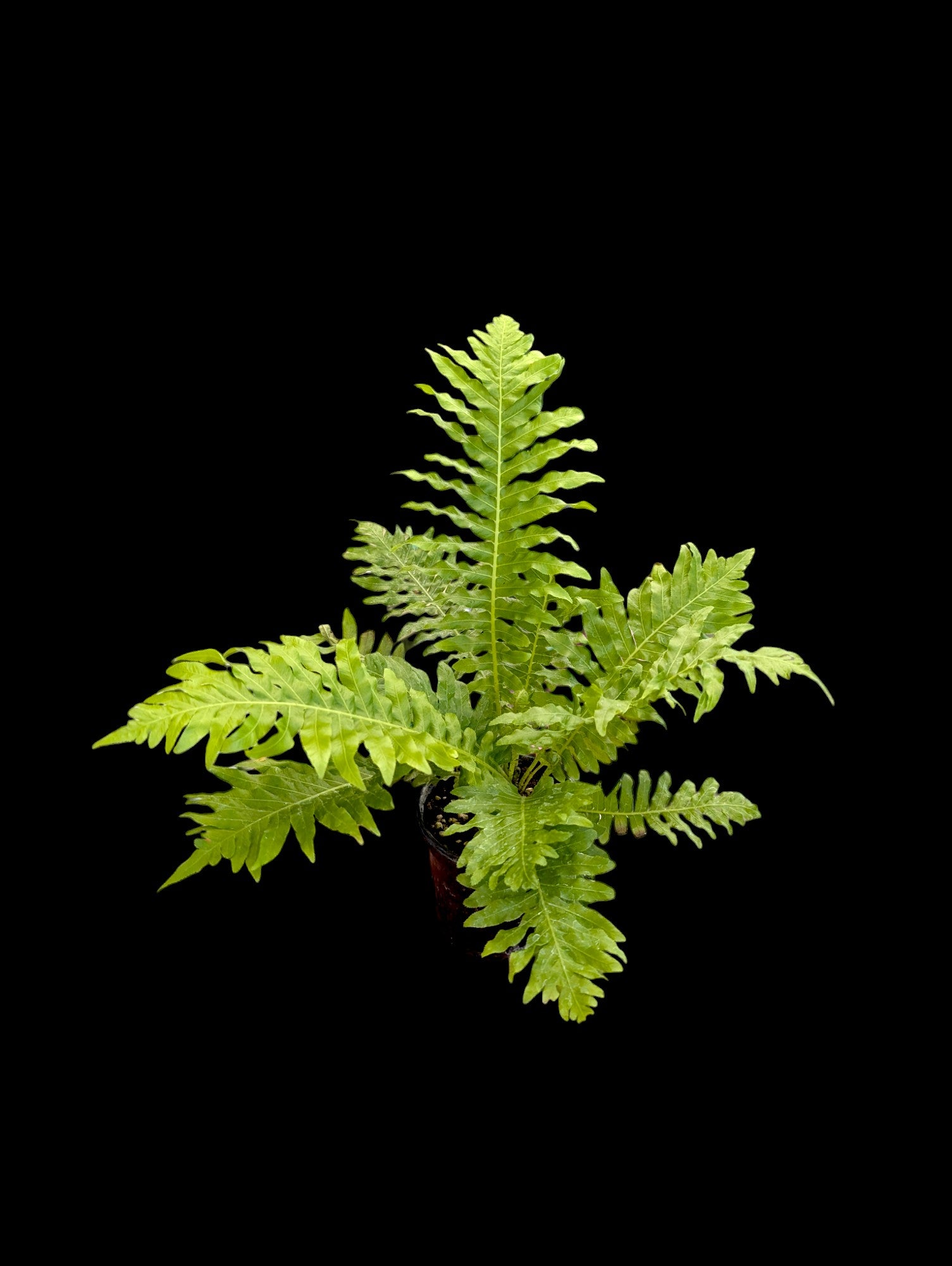 Silver Lady Fern