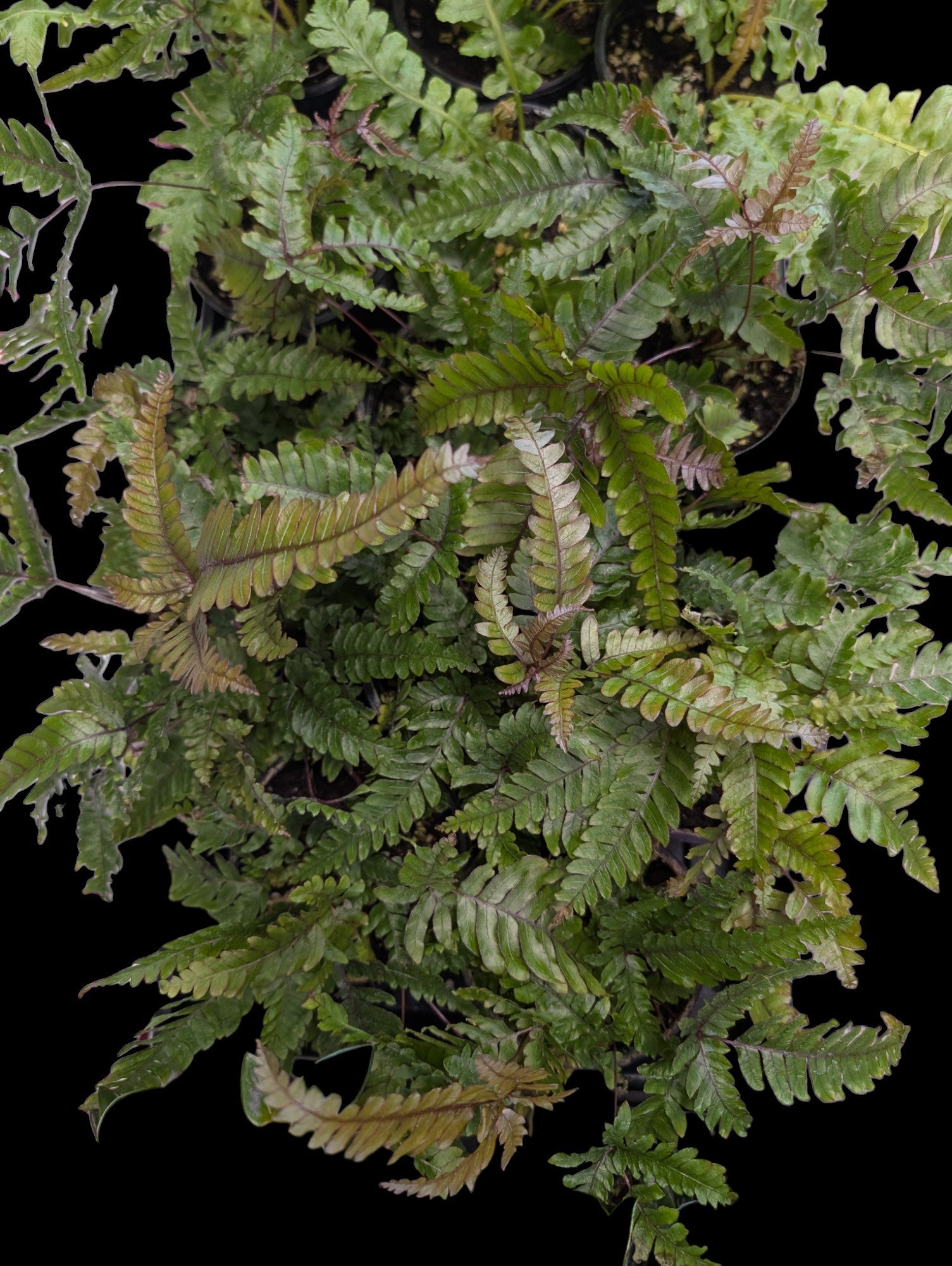 Tricolour Fern