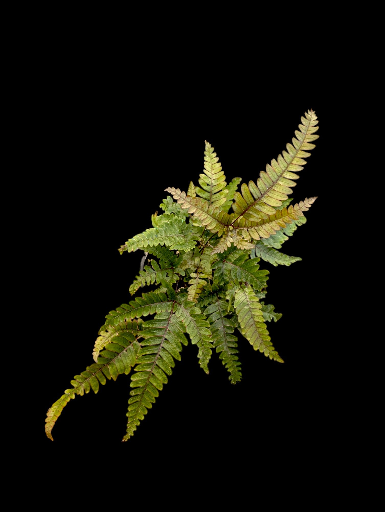 Tricolour Fern