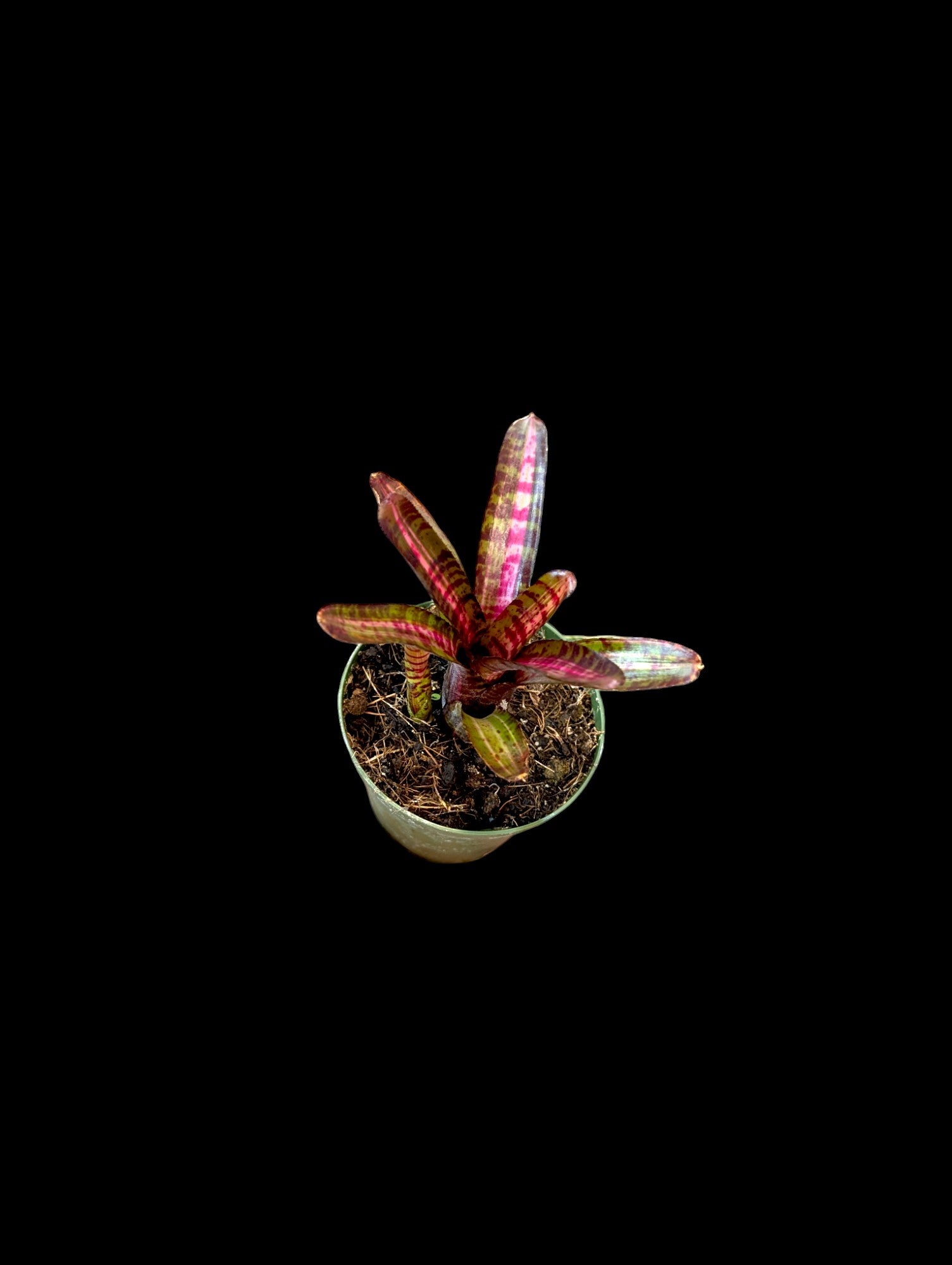 Neoregelia Hot Embers