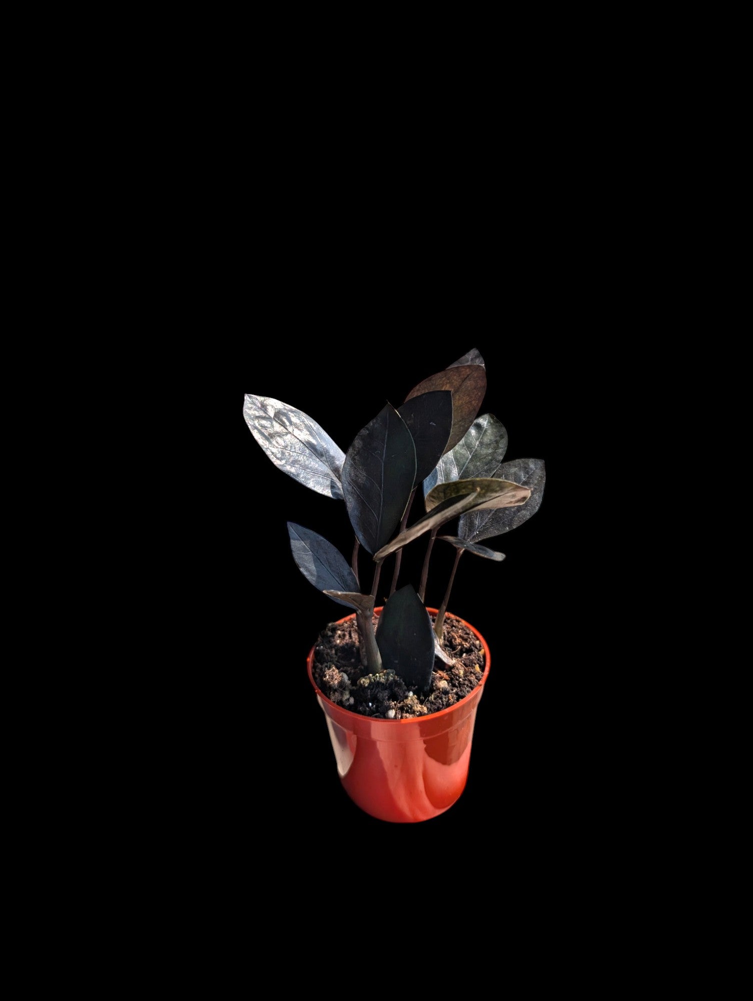 ZZ Plant 'Oscuro Black'