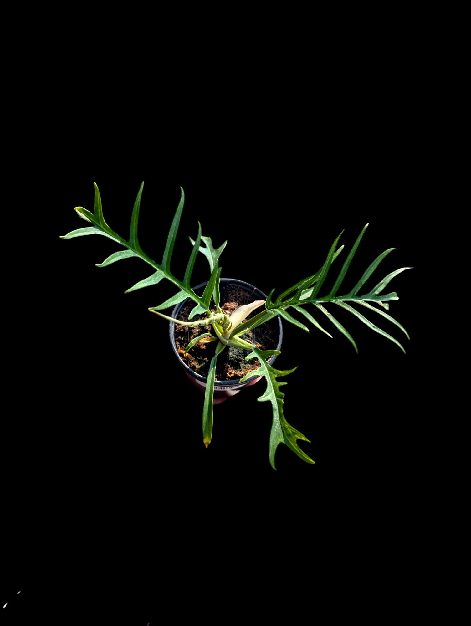 Philodendron tortum