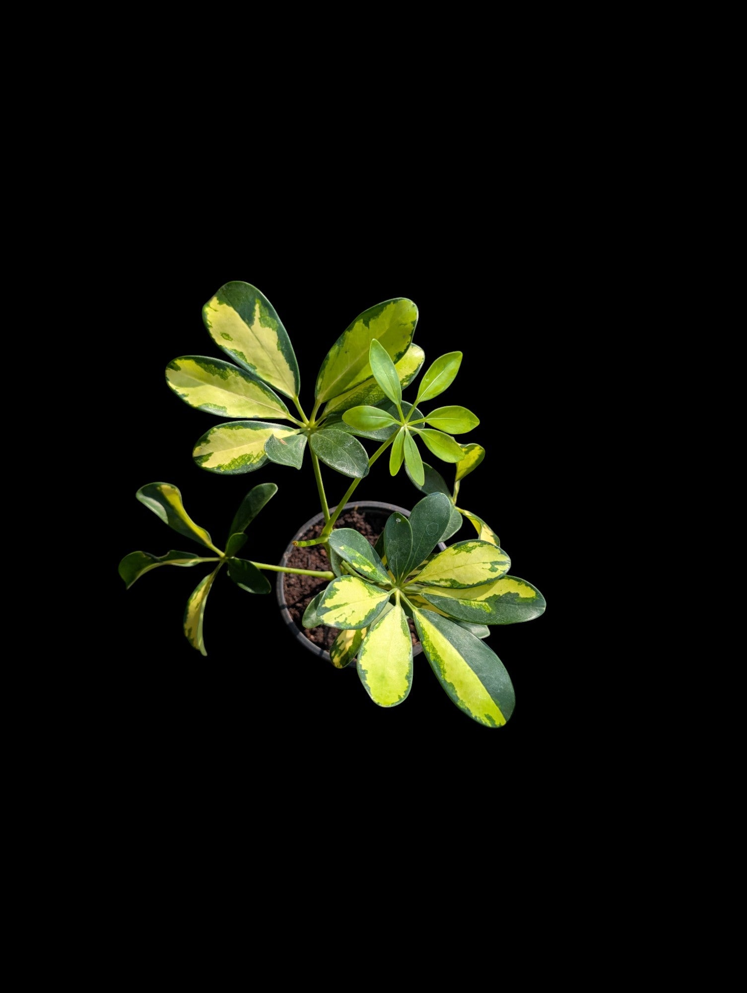 Schefflera Sunshade