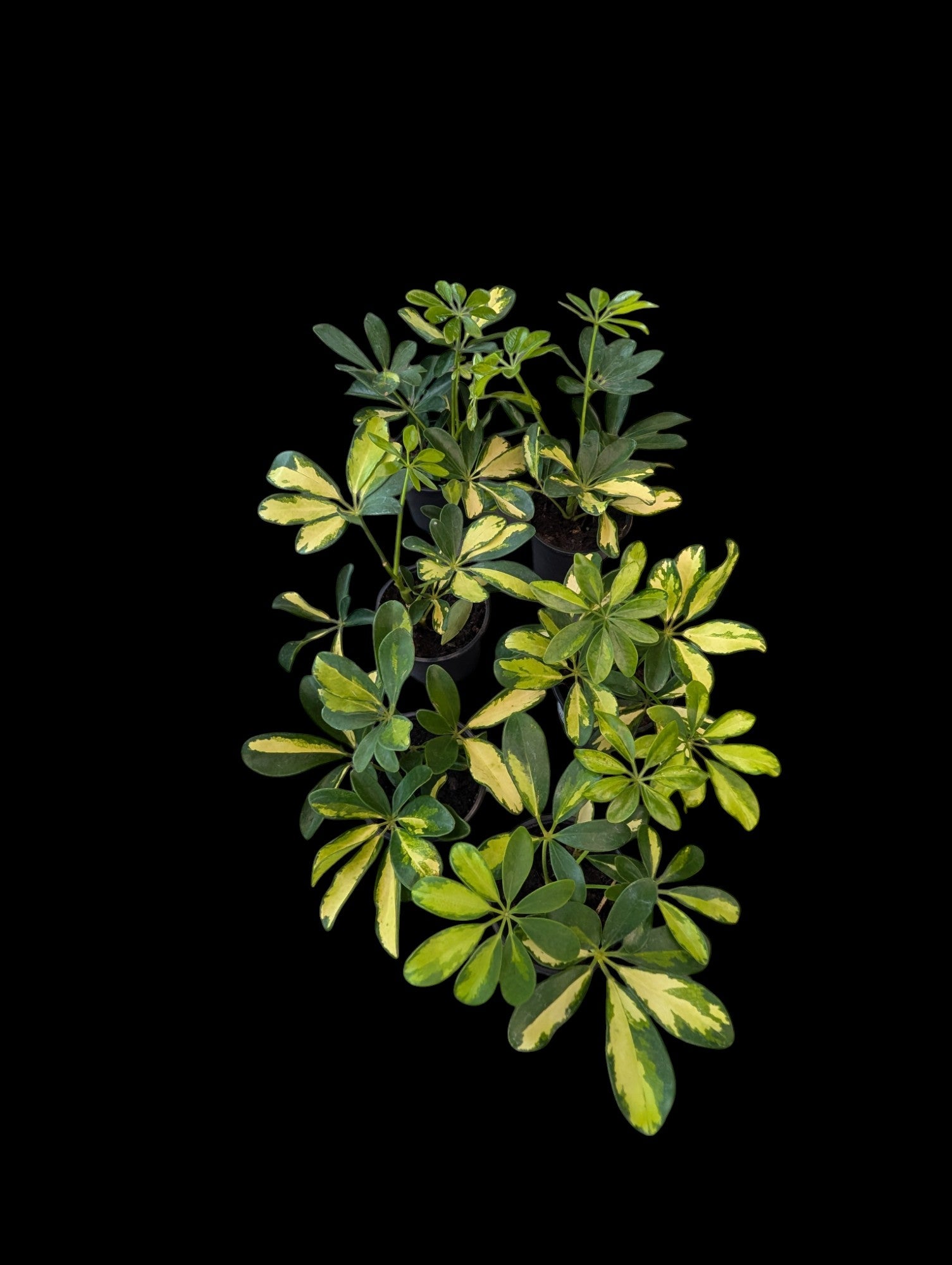 Schefflera Sunshade