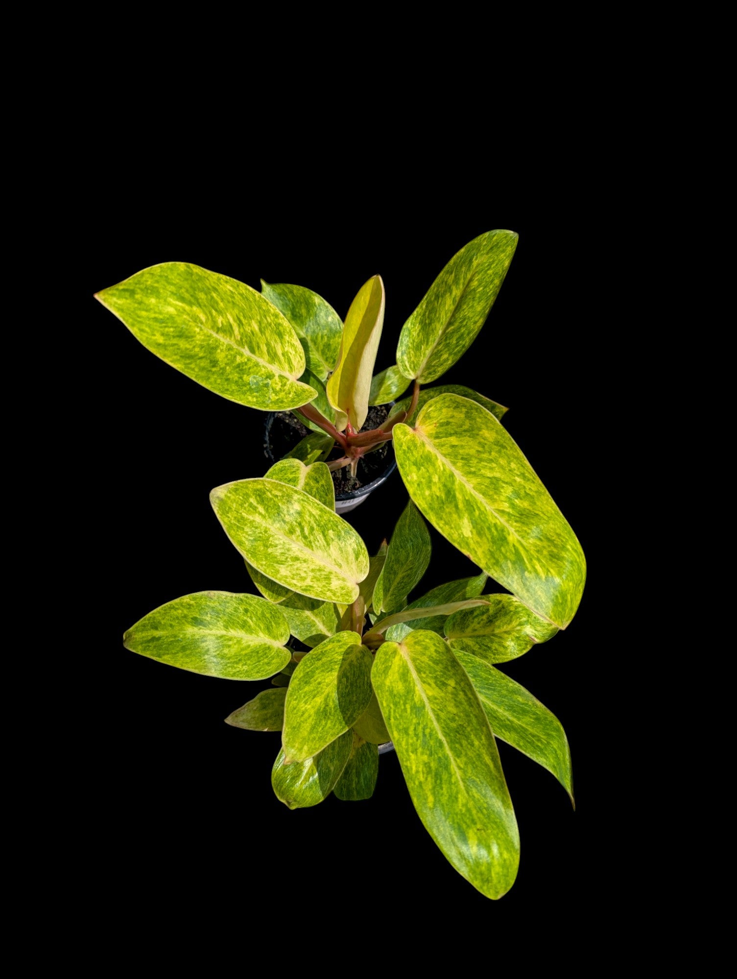 Philodendron Painted Lady