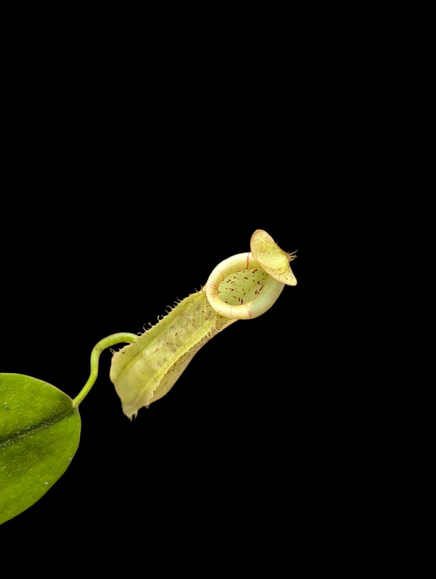 Nepenthes dyeriana (green pitchers)