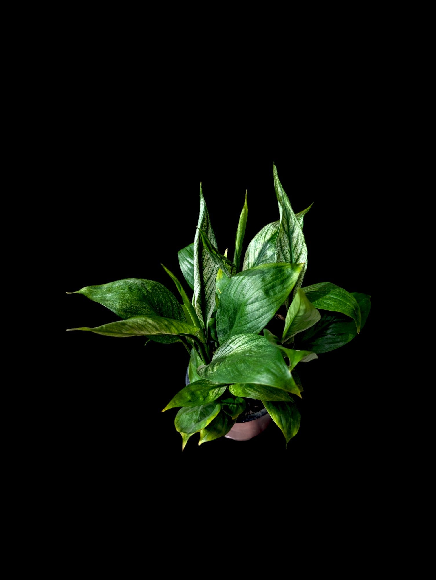 Spathiphyllum Mojo Variegated