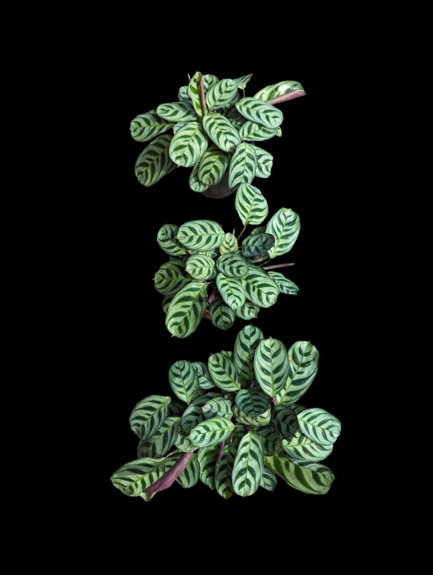 Calathea Burle-Marx