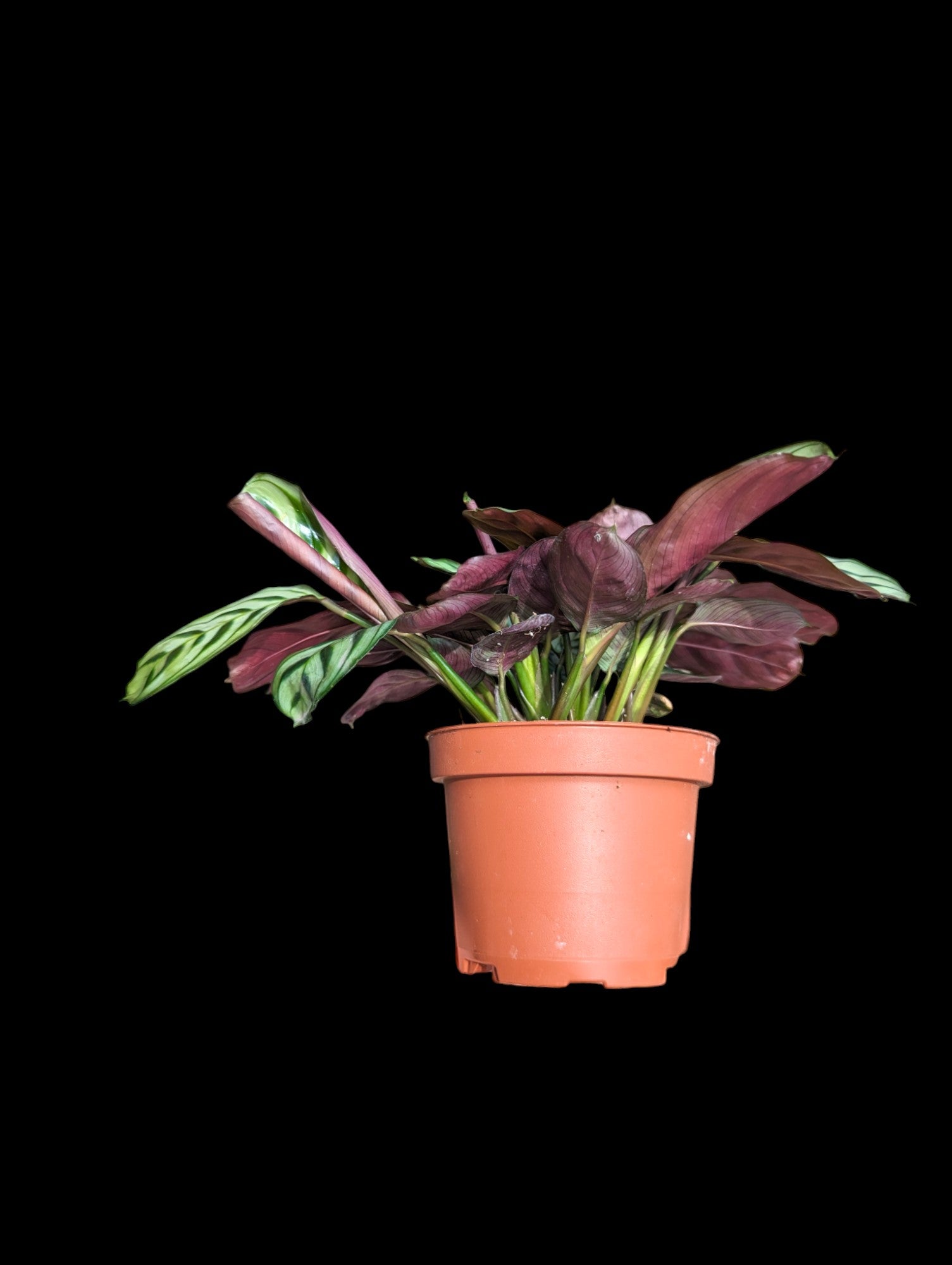 Calathea Burle-Marx