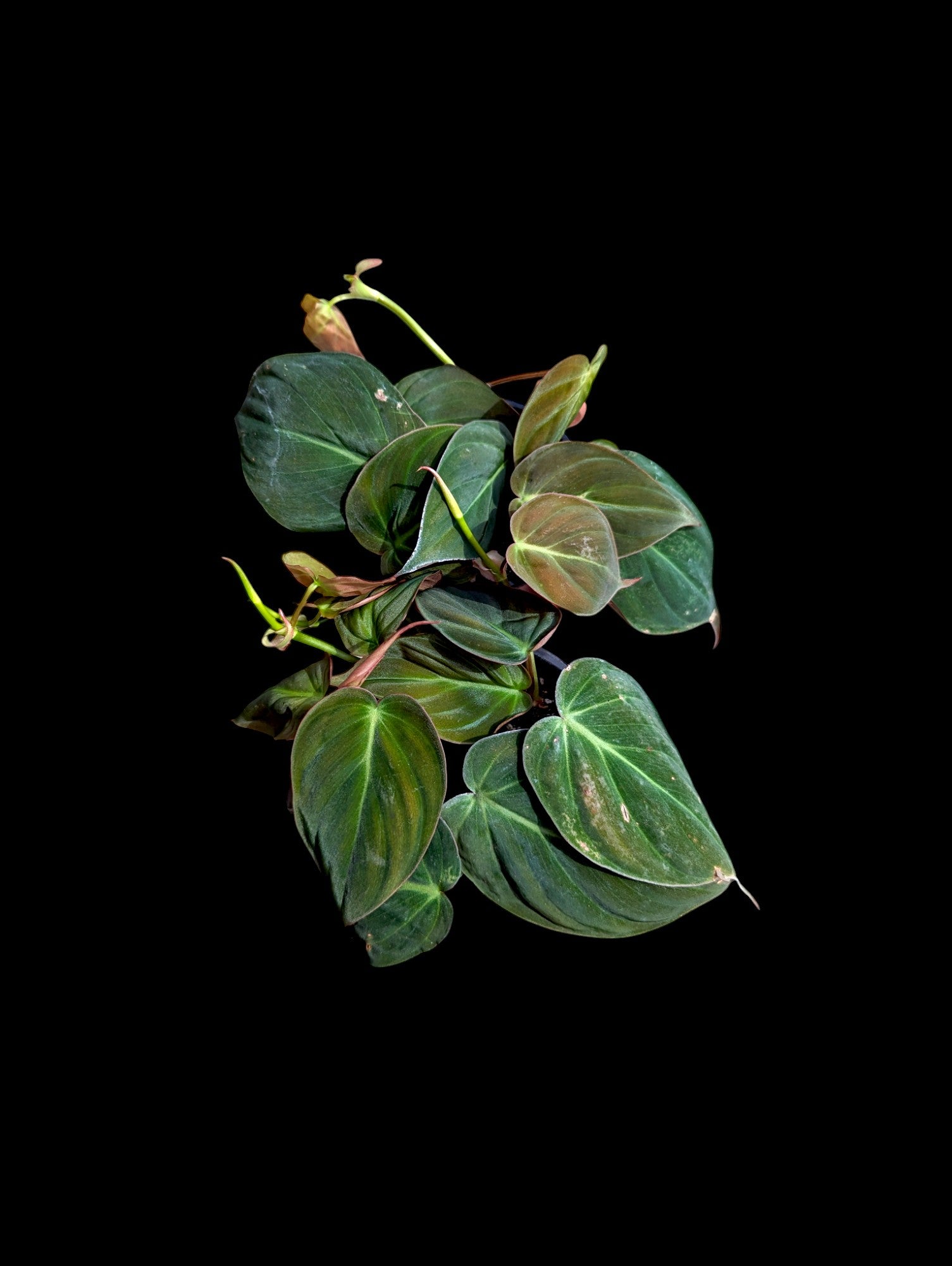 Philodendron micans