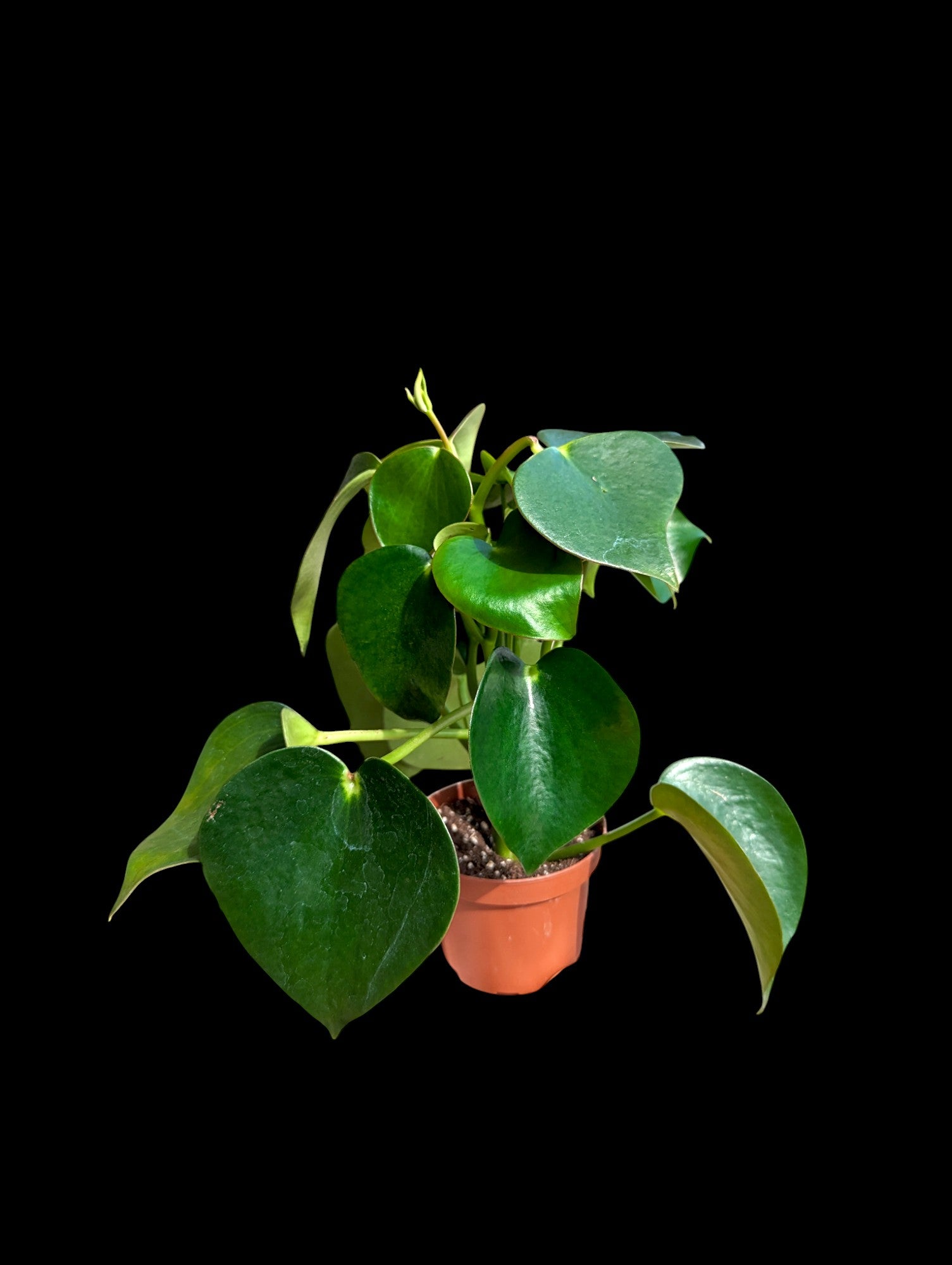 Peperomia Raindrop