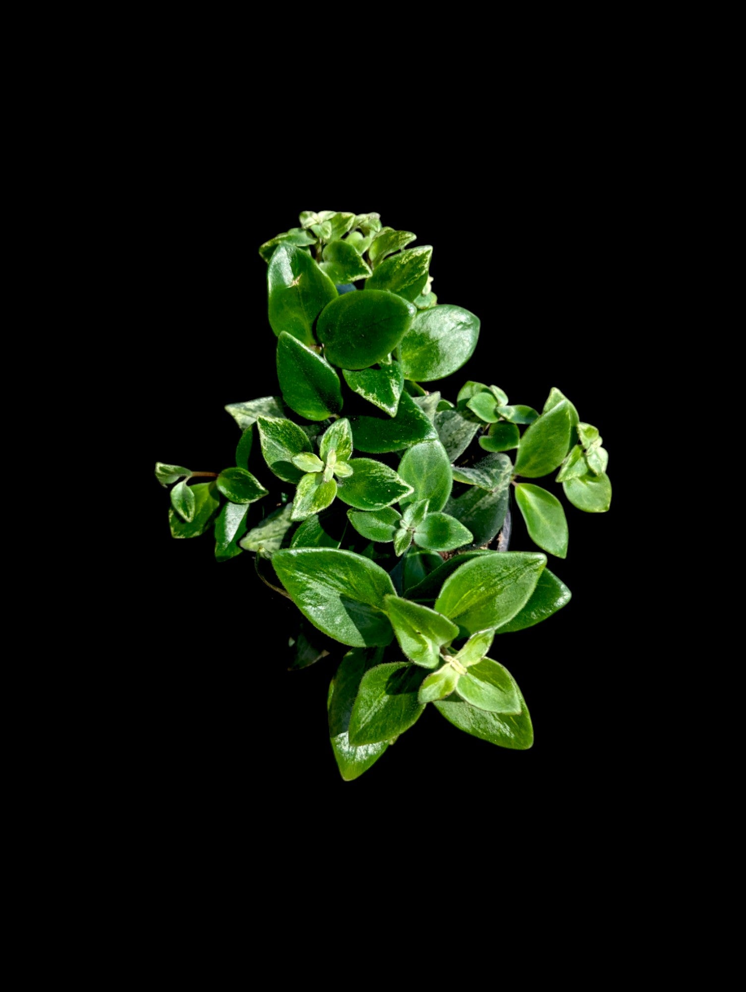 Variegated Lobbianus Lipstick Vine