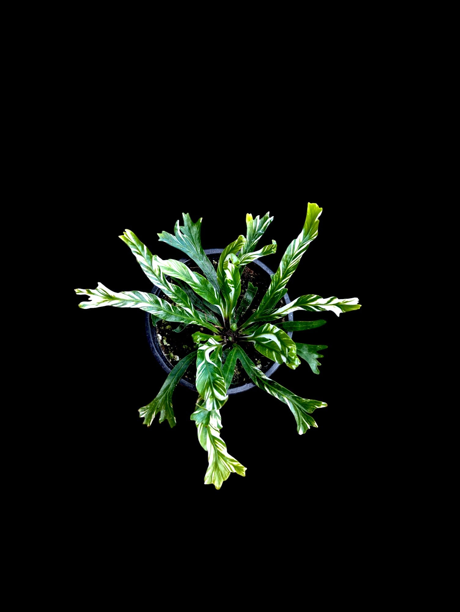 Variegated Bird's Nest Fern