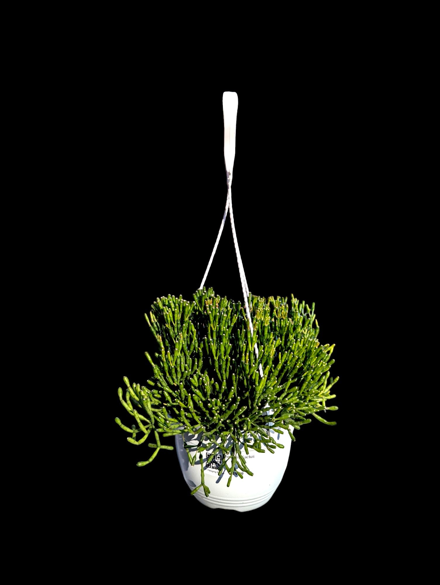 Rhipsalis Cactus