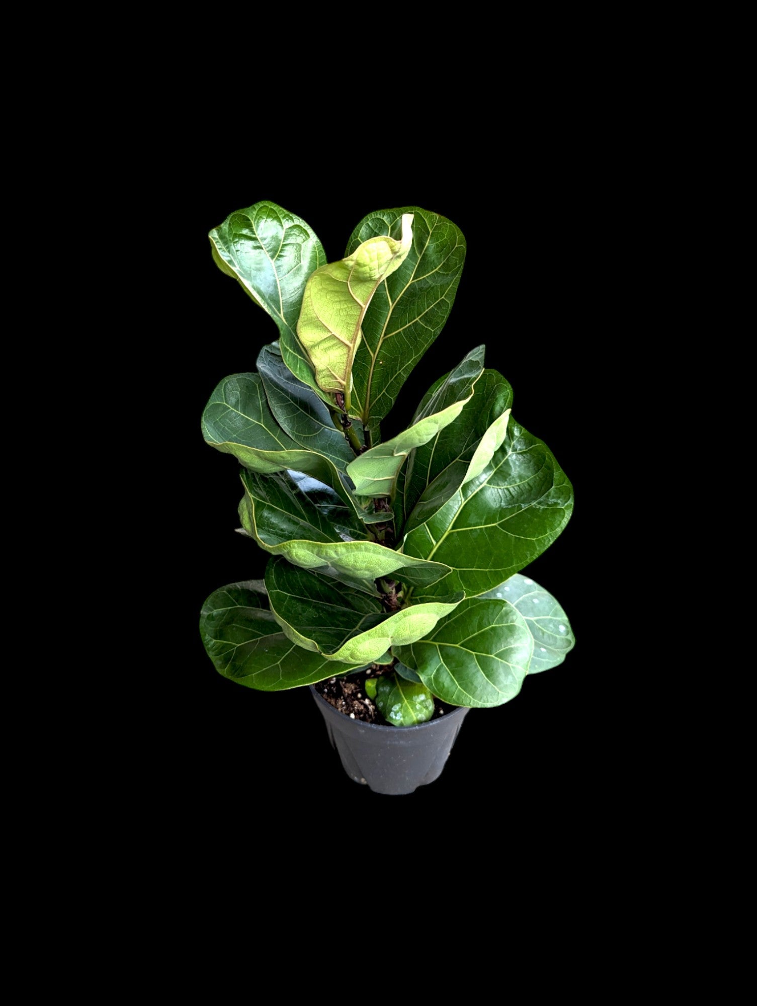 Ficus lyrata Bambino