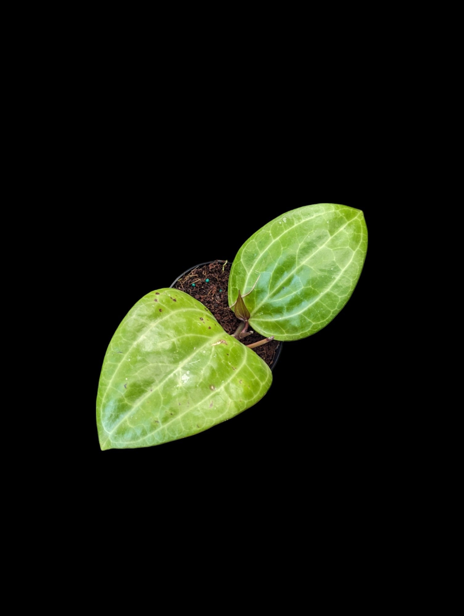 Hoya Sarawak