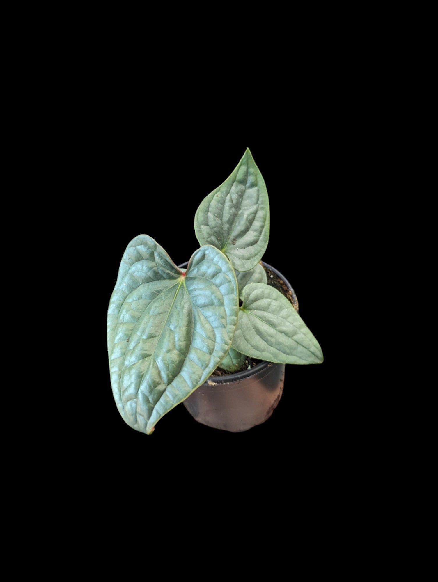 その他観葉植物 Anthurium luxurians silver green 🌱Anthurium Luxurians silver🌱 ルクスリアンスシルバーの新葉