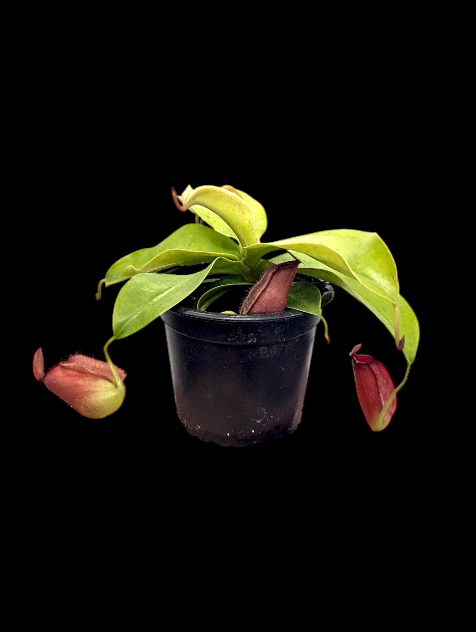 Nepenthes Diana