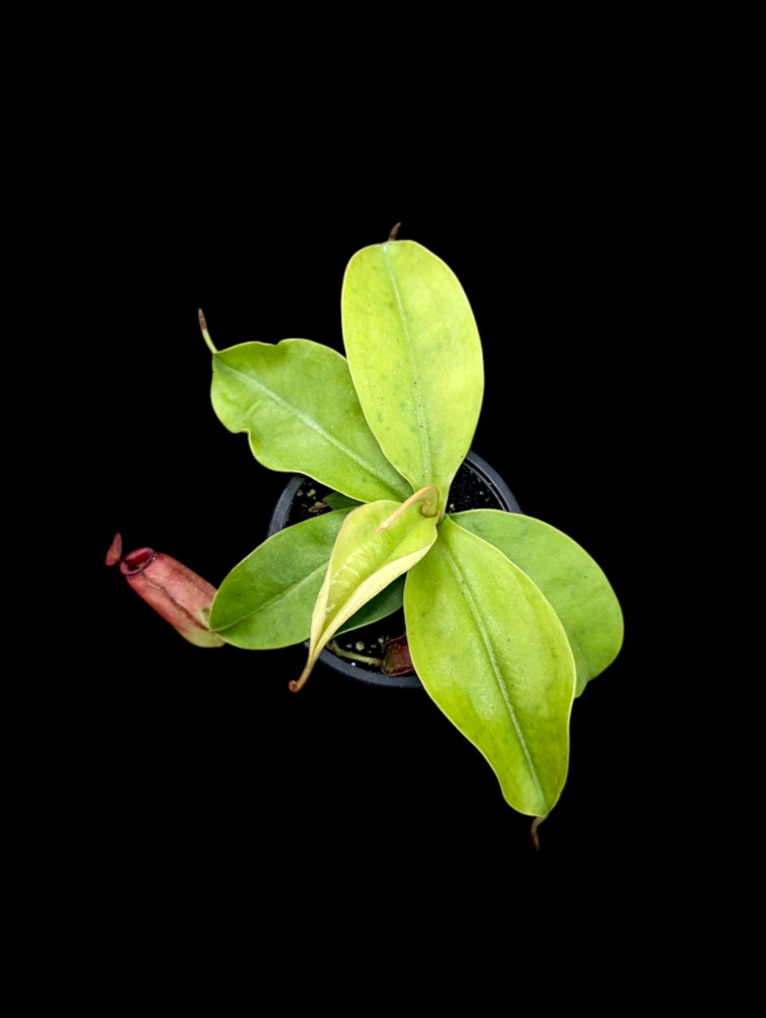 Nepenthes Diana