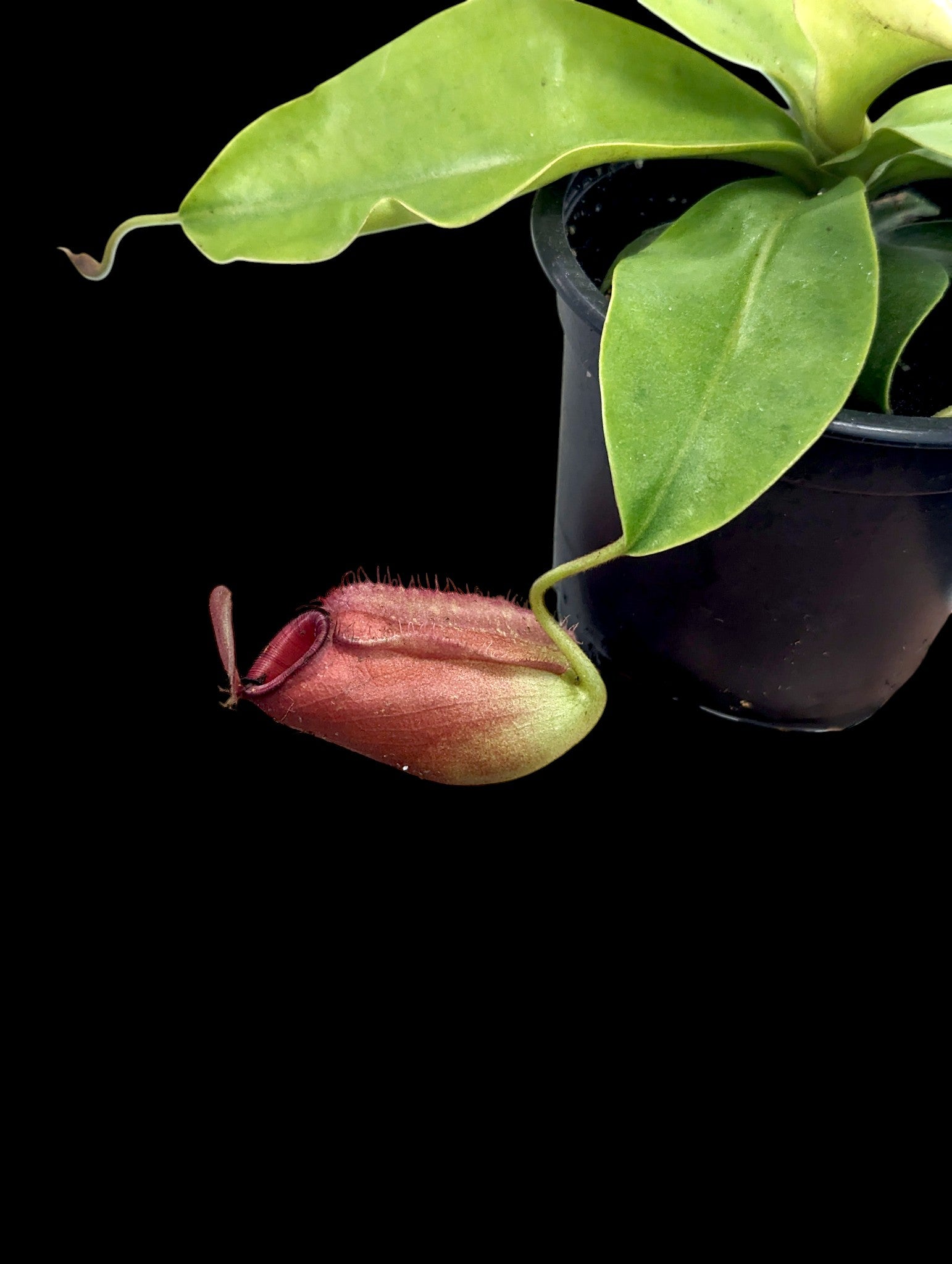 Nepenthes Diana