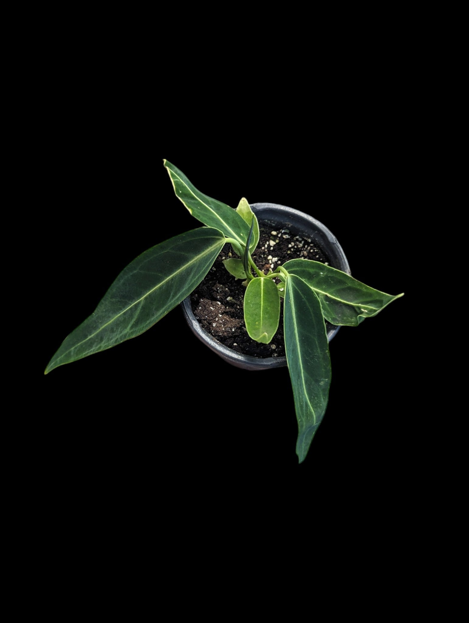 Anthurium 'Dark Queen'