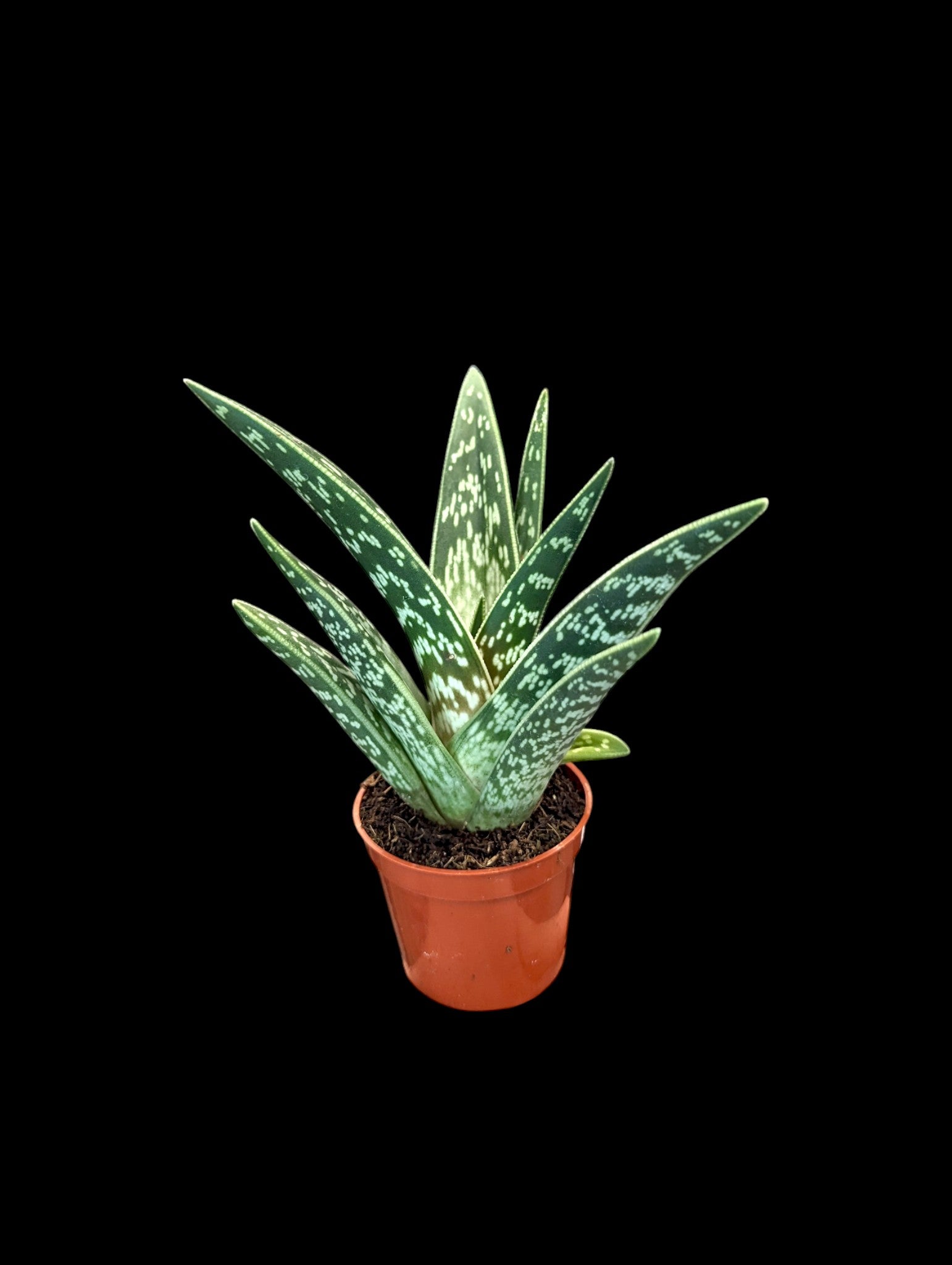 Aloe Pheasant Breast