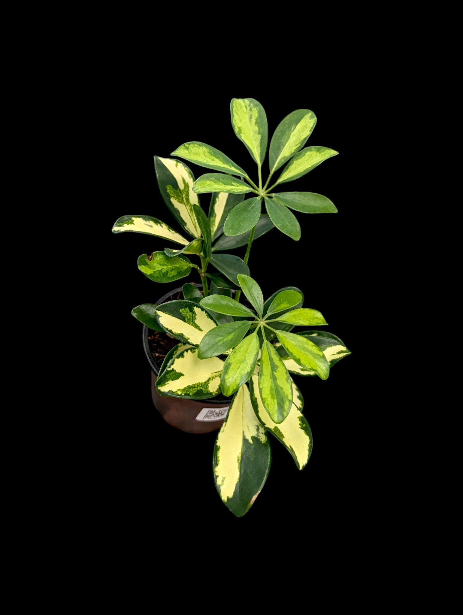 Schefflera Gold Capella