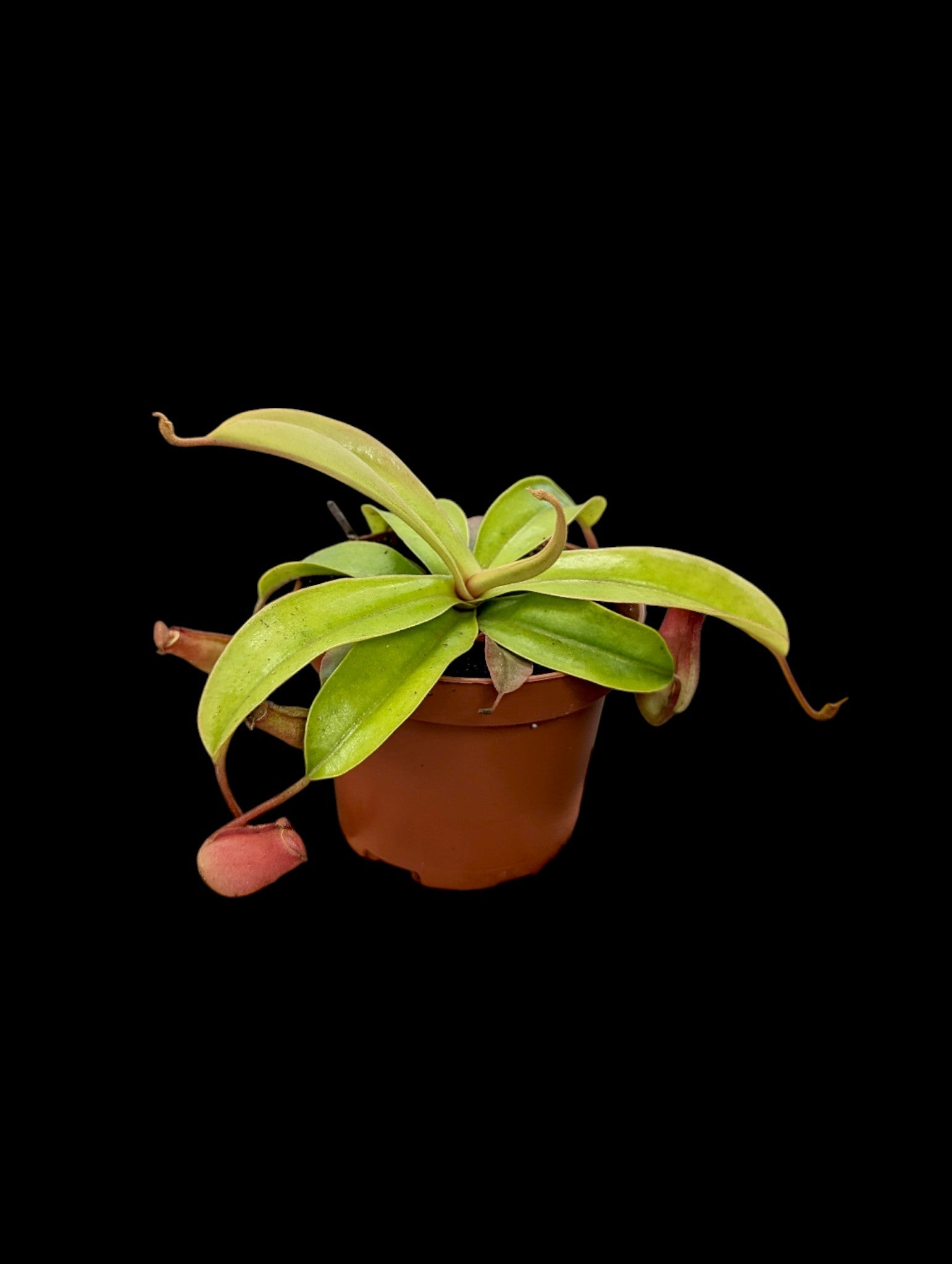 Nepenthes Bloody Mary