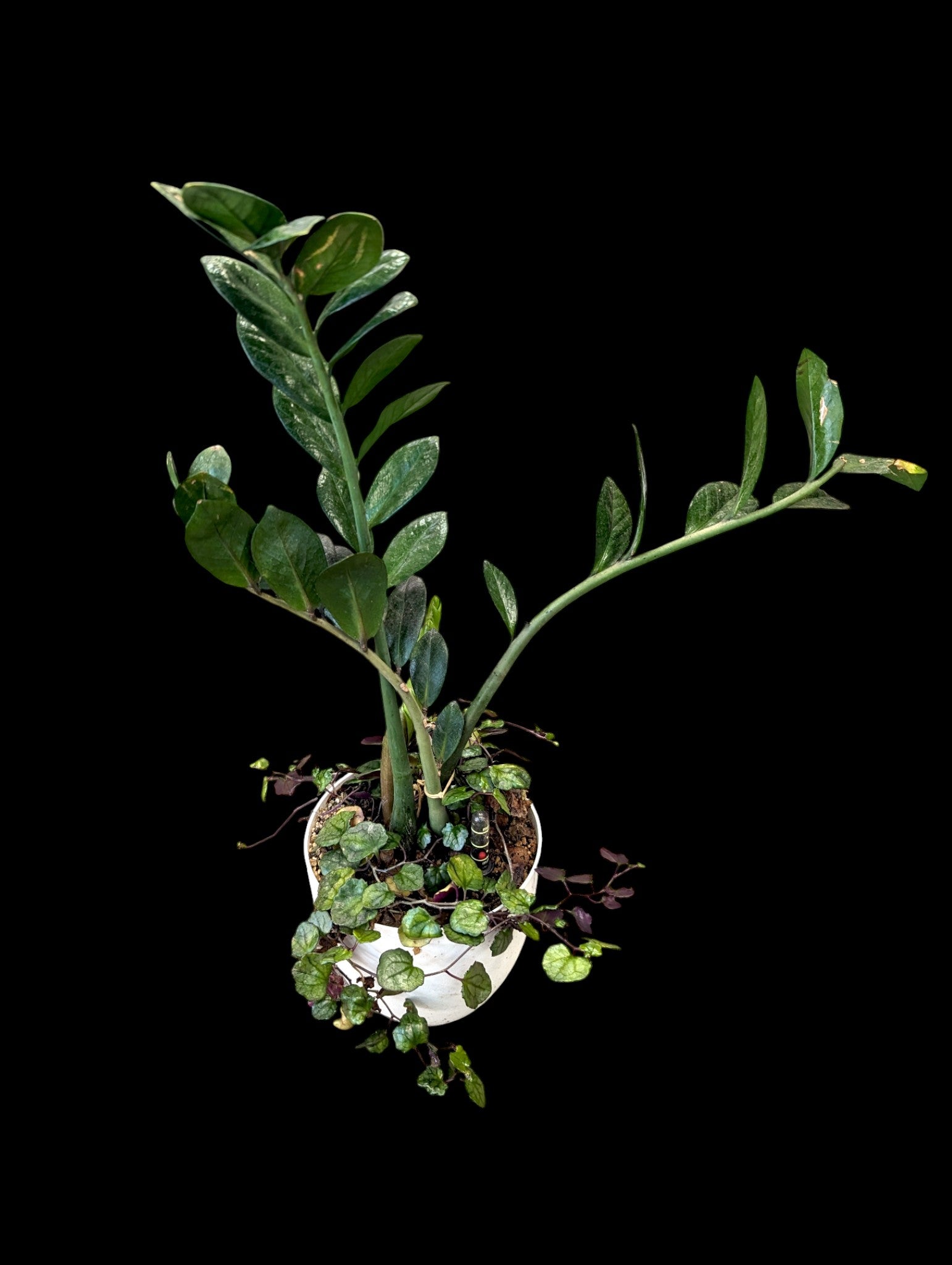 ZZ Plant in self-watering pot