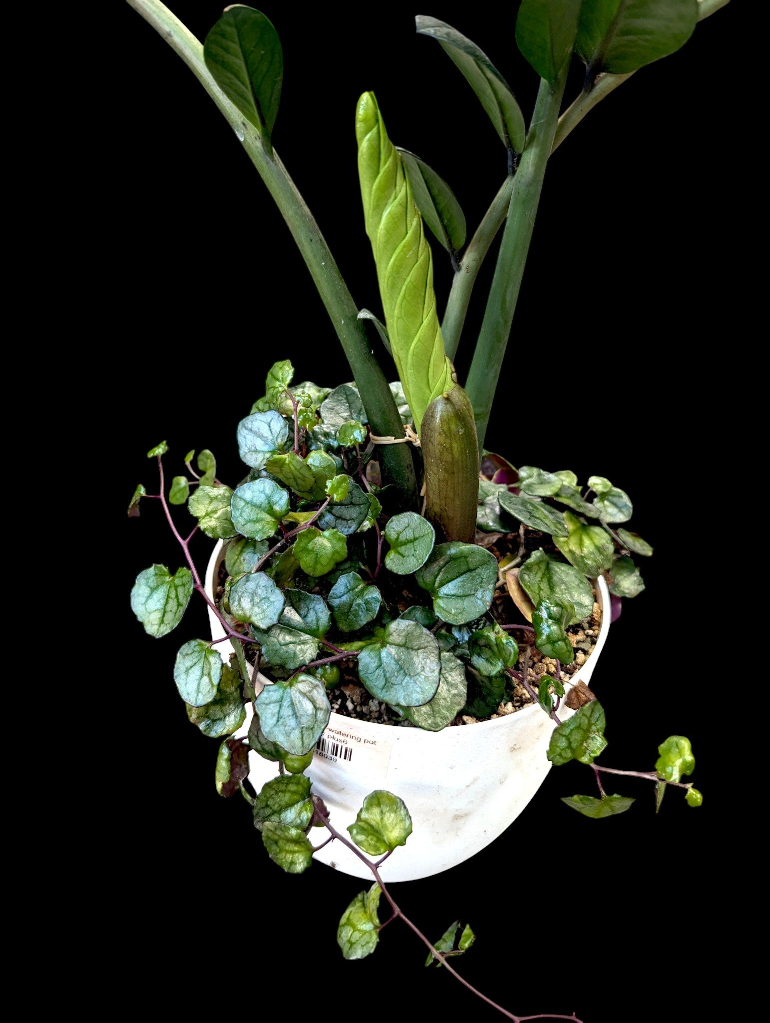 ZZ Plant in self-watering pot