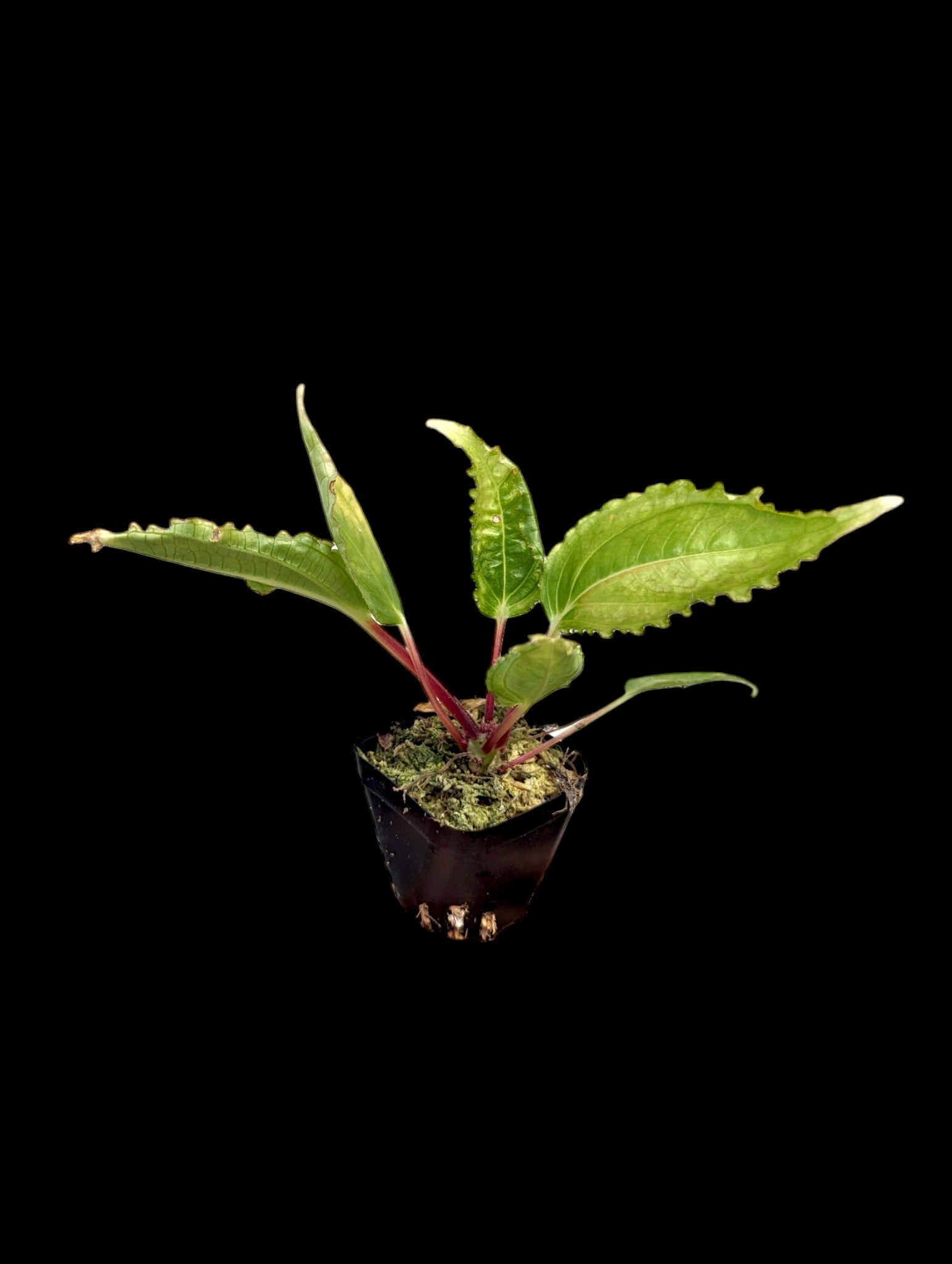 Monolena primuliflora