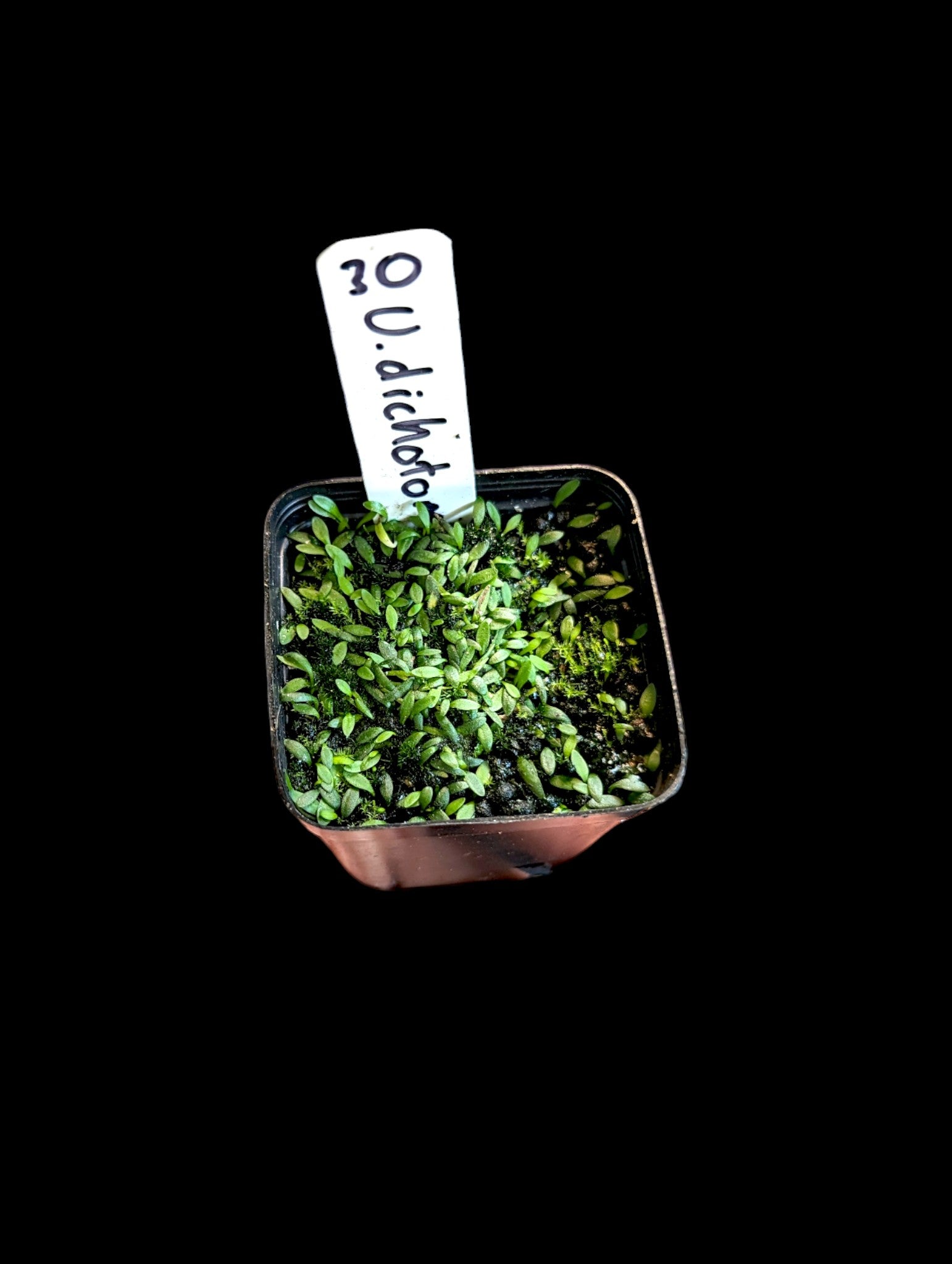 Utricularia dichotoma