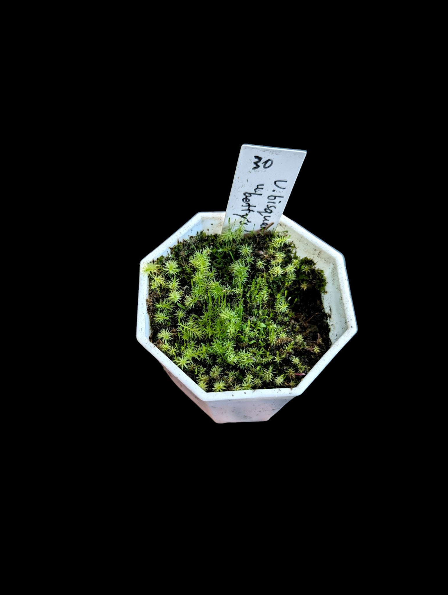 Utricularia bisquamata "Betty's Bay"