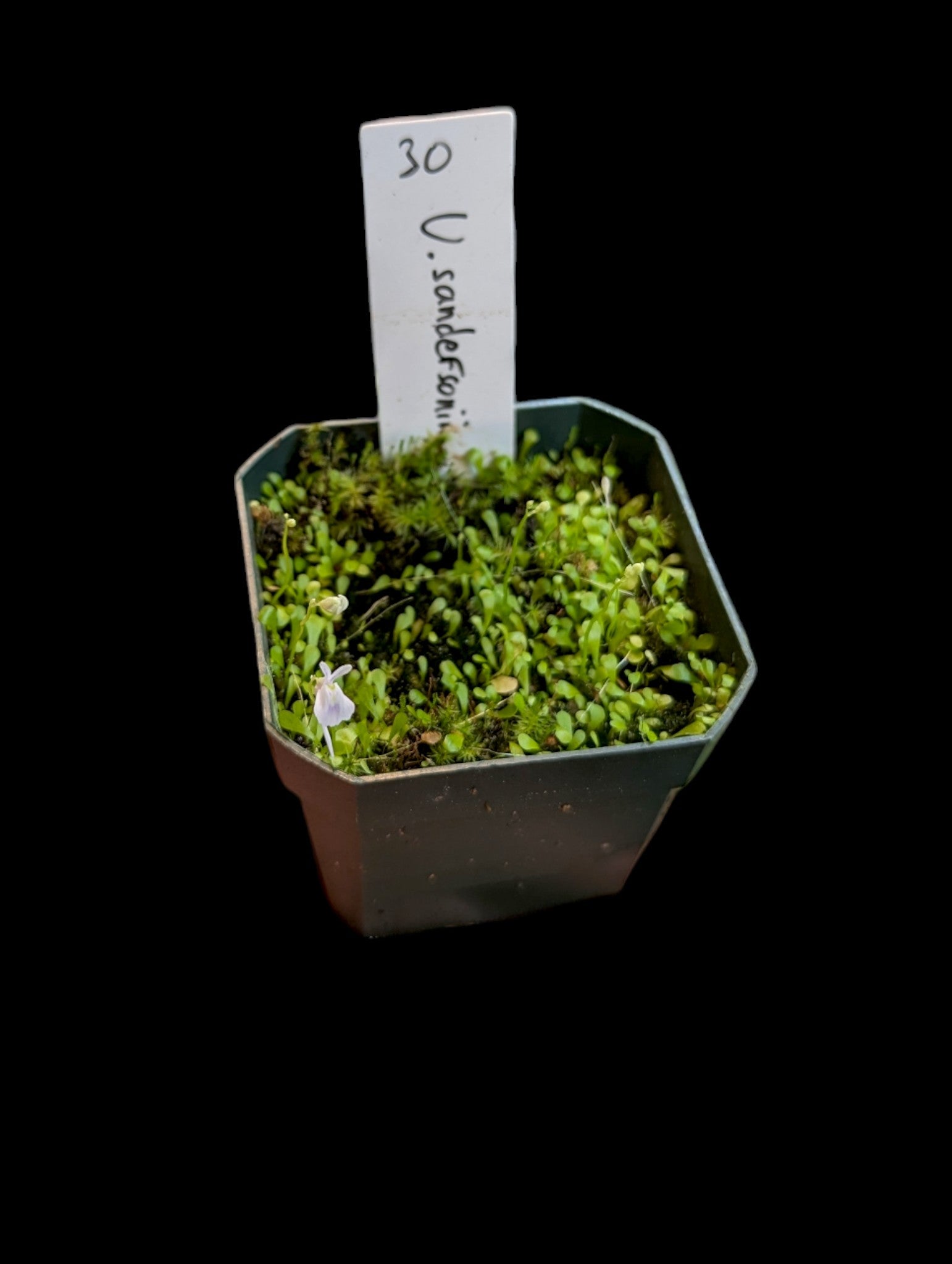 Utricularia sandersonii