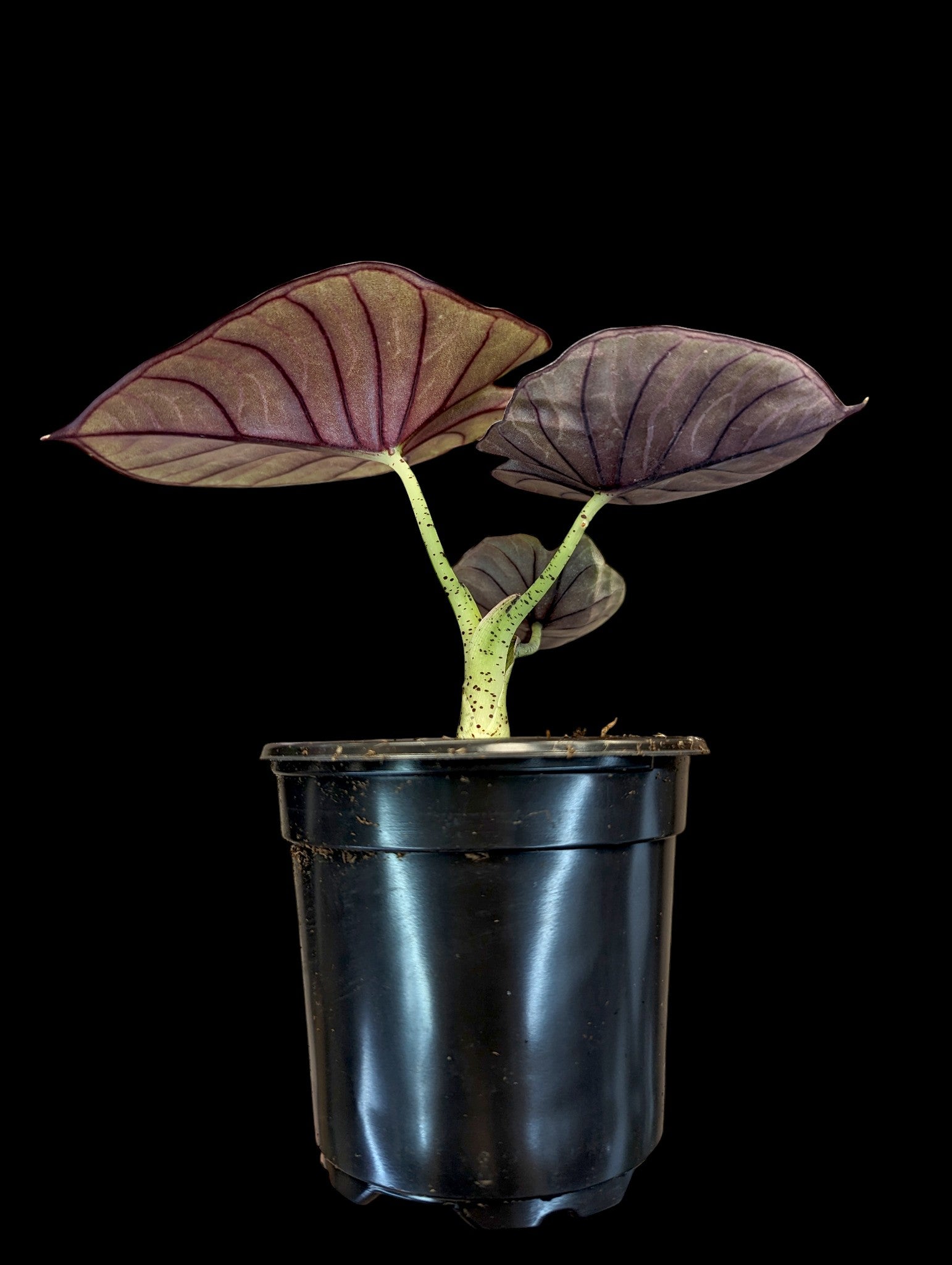 Nébuleuse d'Alocasia Imperialis