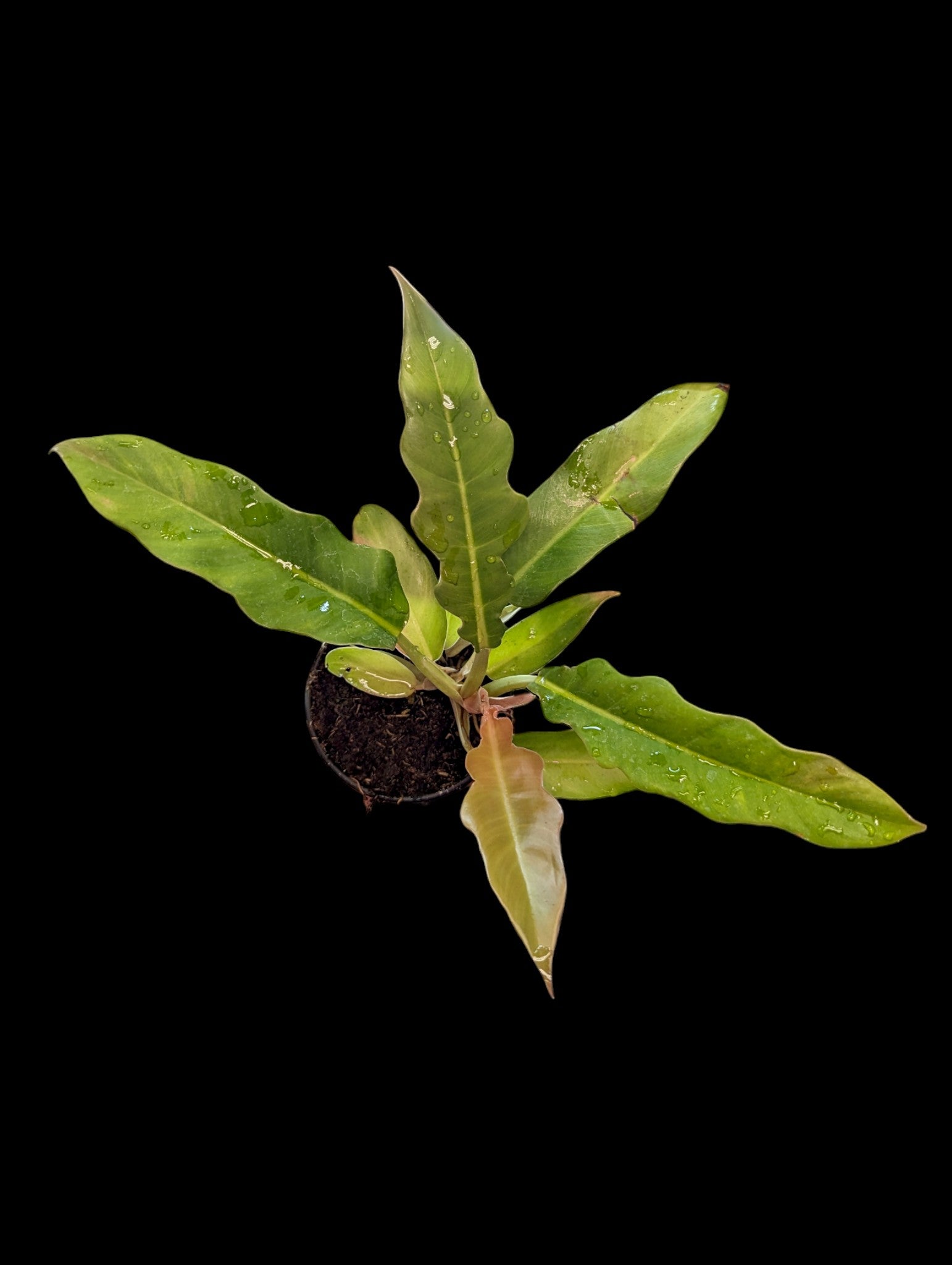 Philodendron Narrow Escape