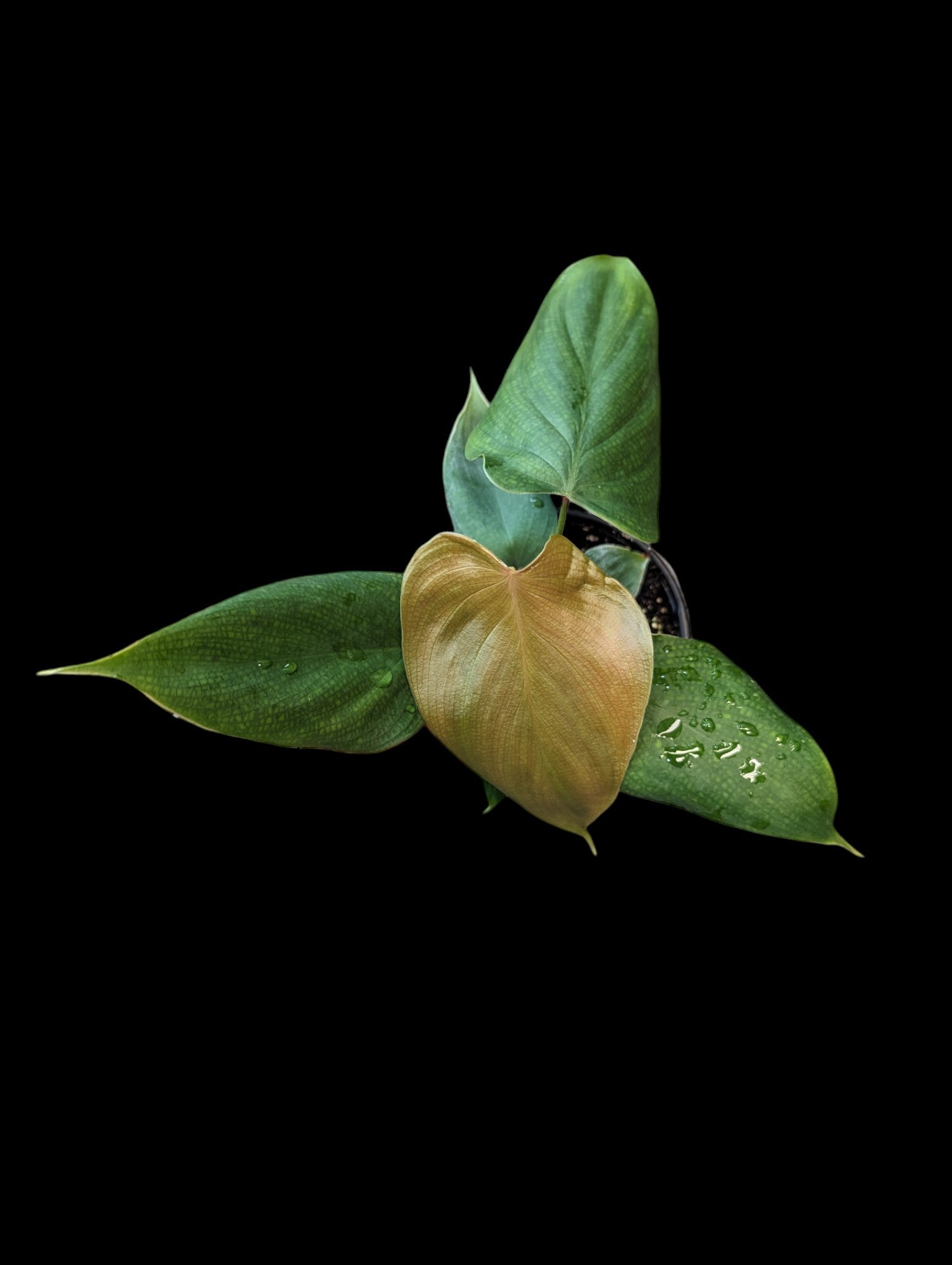 Philodendron Lynamii