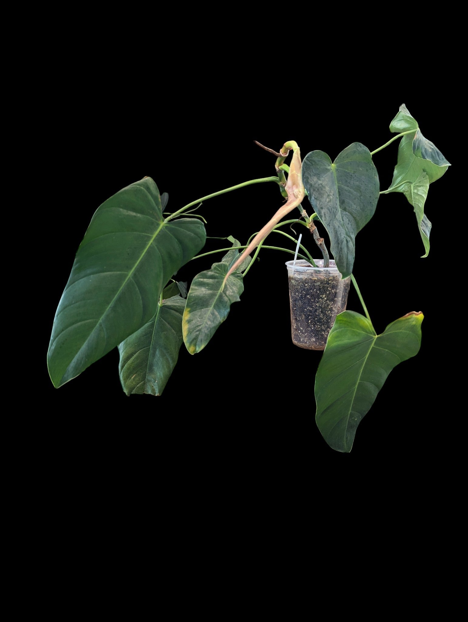 Philodendron quelali round x P. spiritu sancti