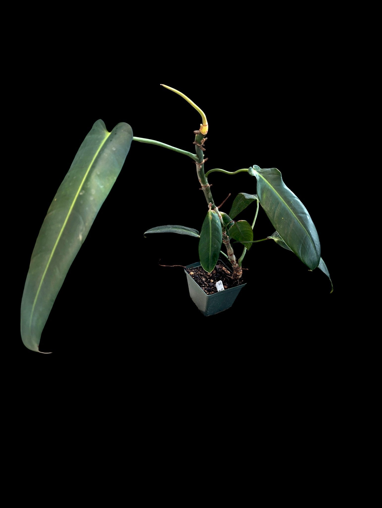 Philodendron Ivan Spirit