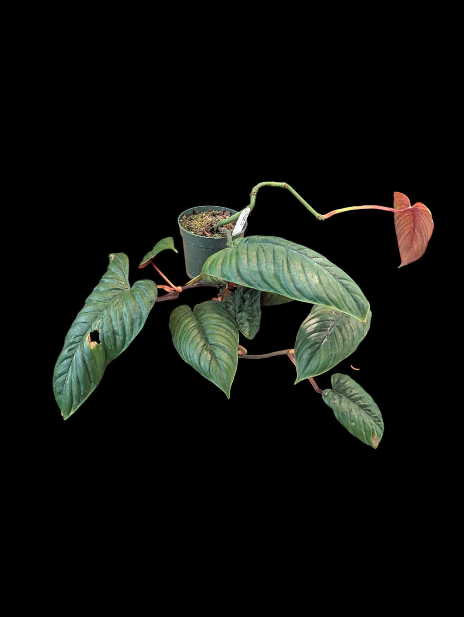 Philodendron ernestii rouge