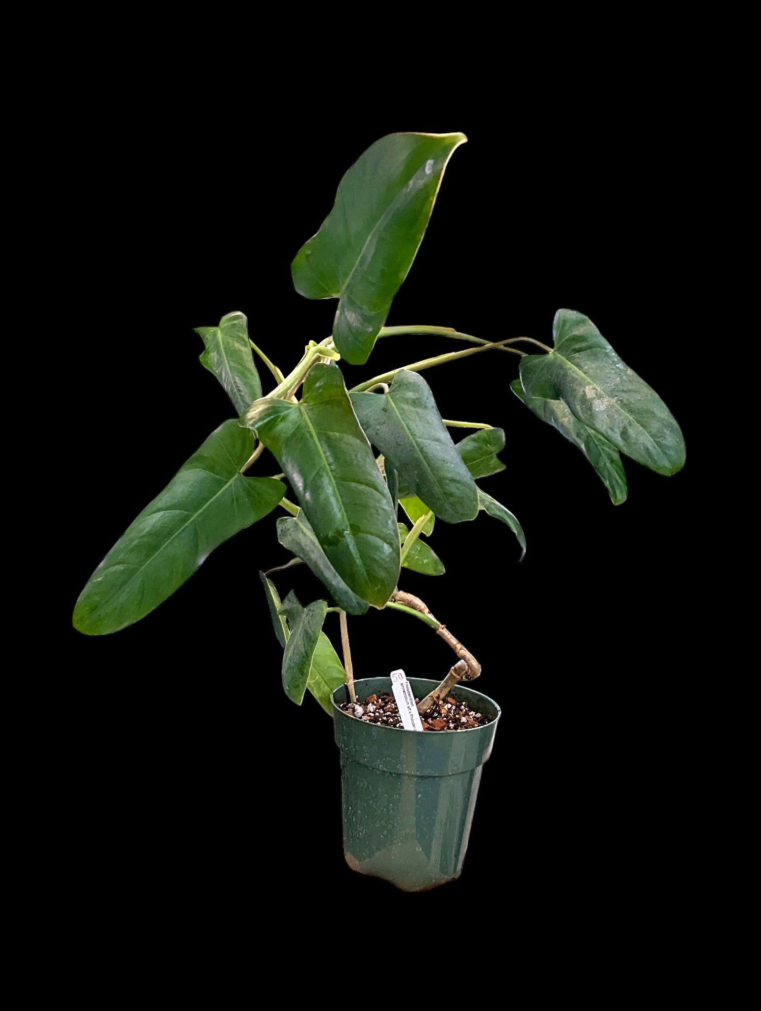 Philodendron pinnatilobum aff x José Buono