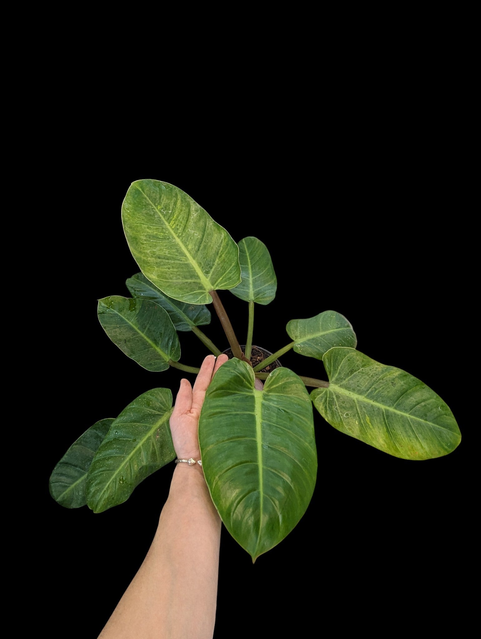 Philodendron Ruaysap