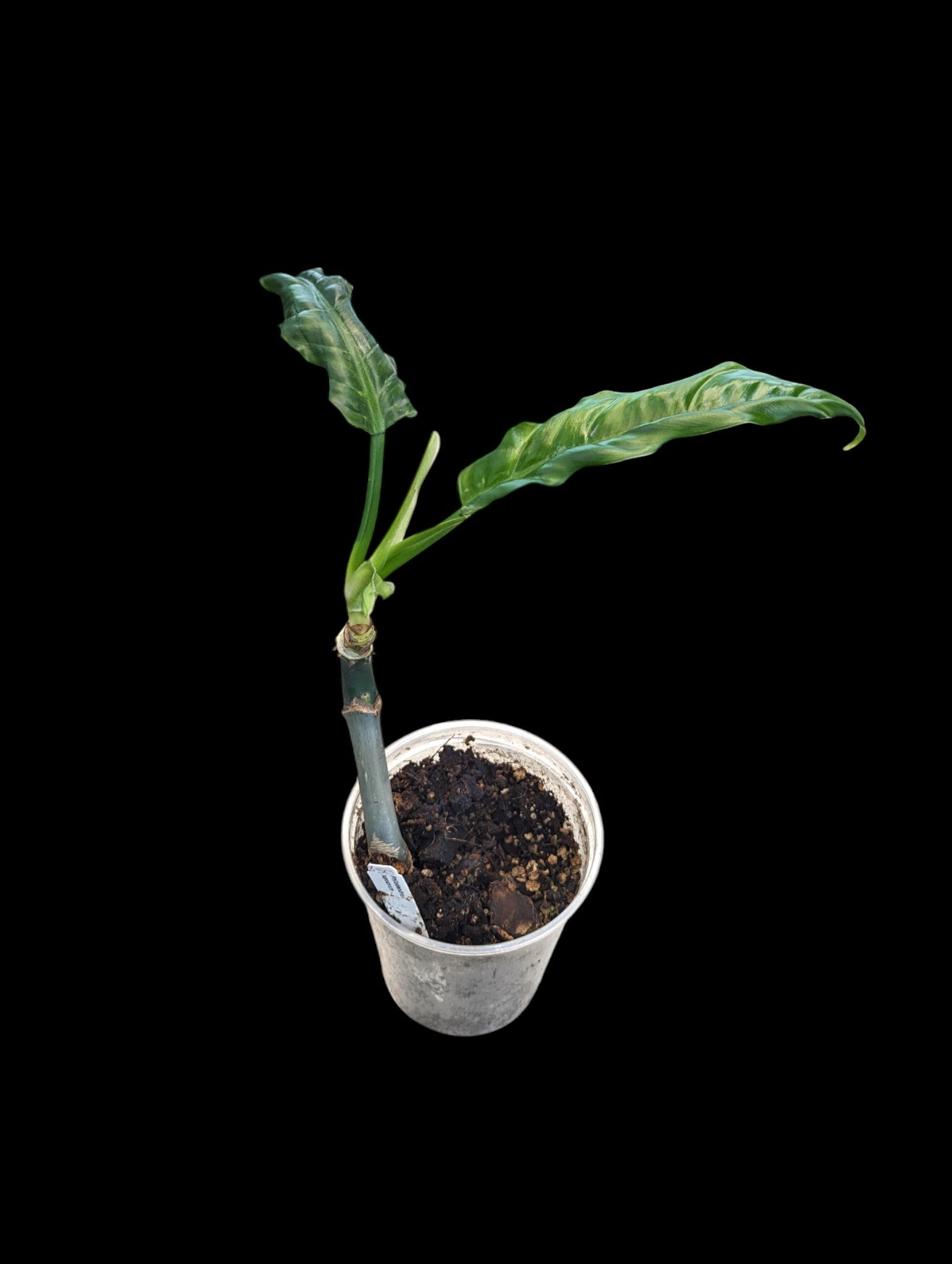 Philodendron lapoanum