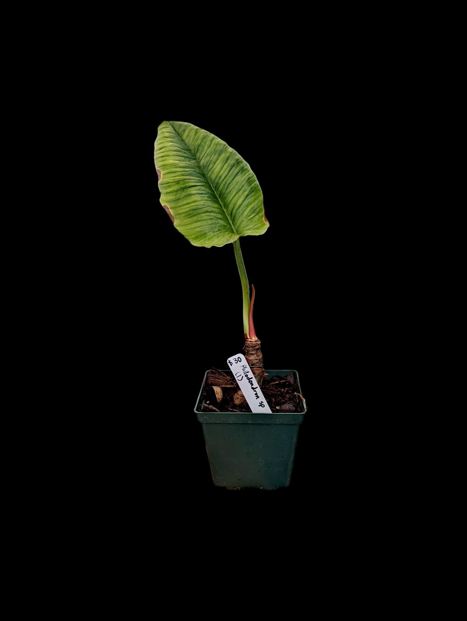 Philodendron sp. (1)