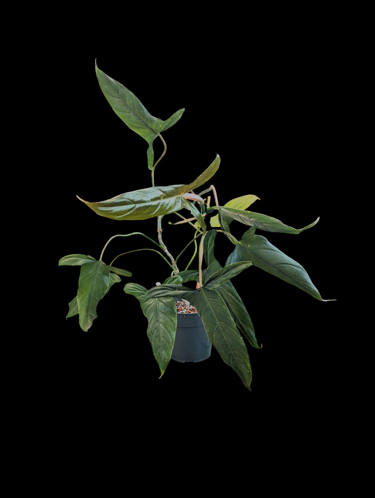 Philodendron Sweet Camilla