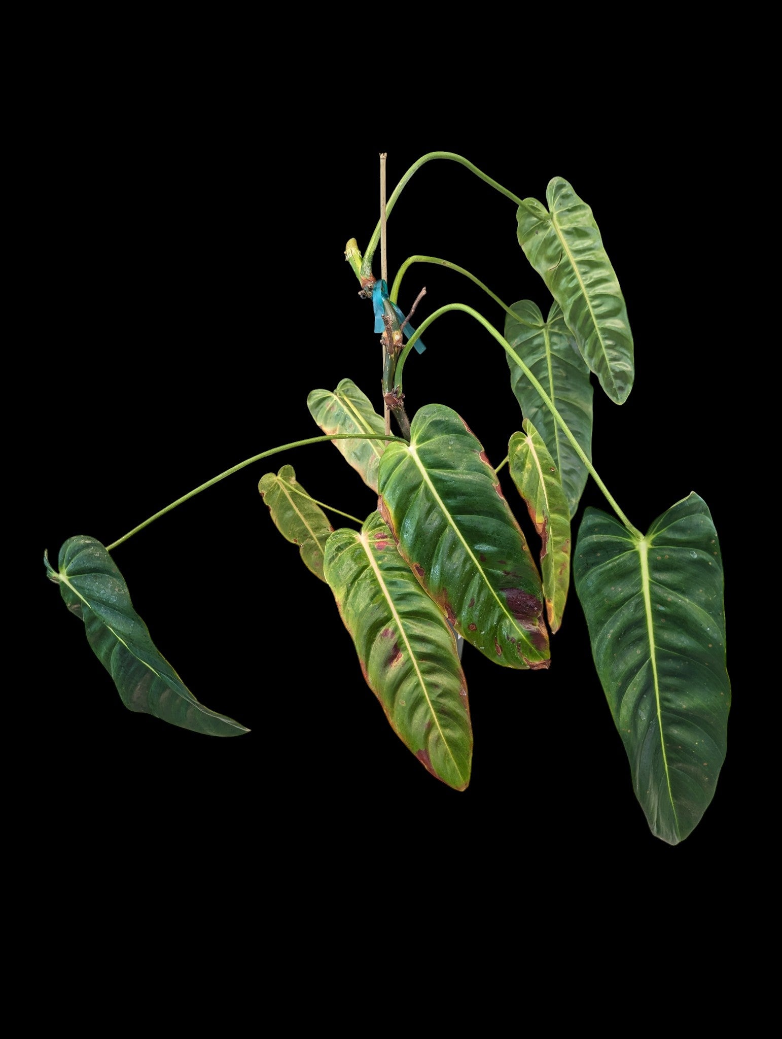 philodendron green sky Philodendron Green Sky