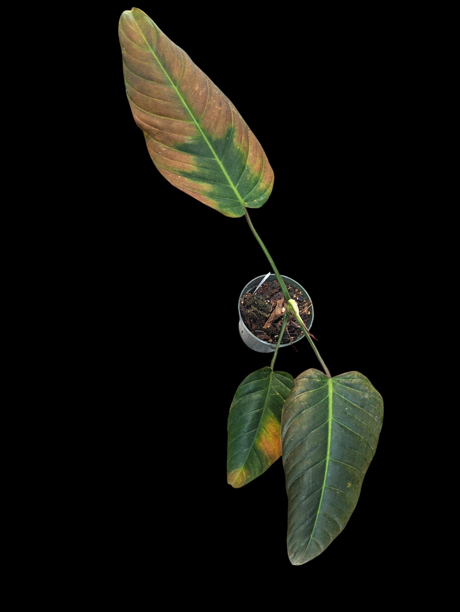 Philodendron Rabo de Mona