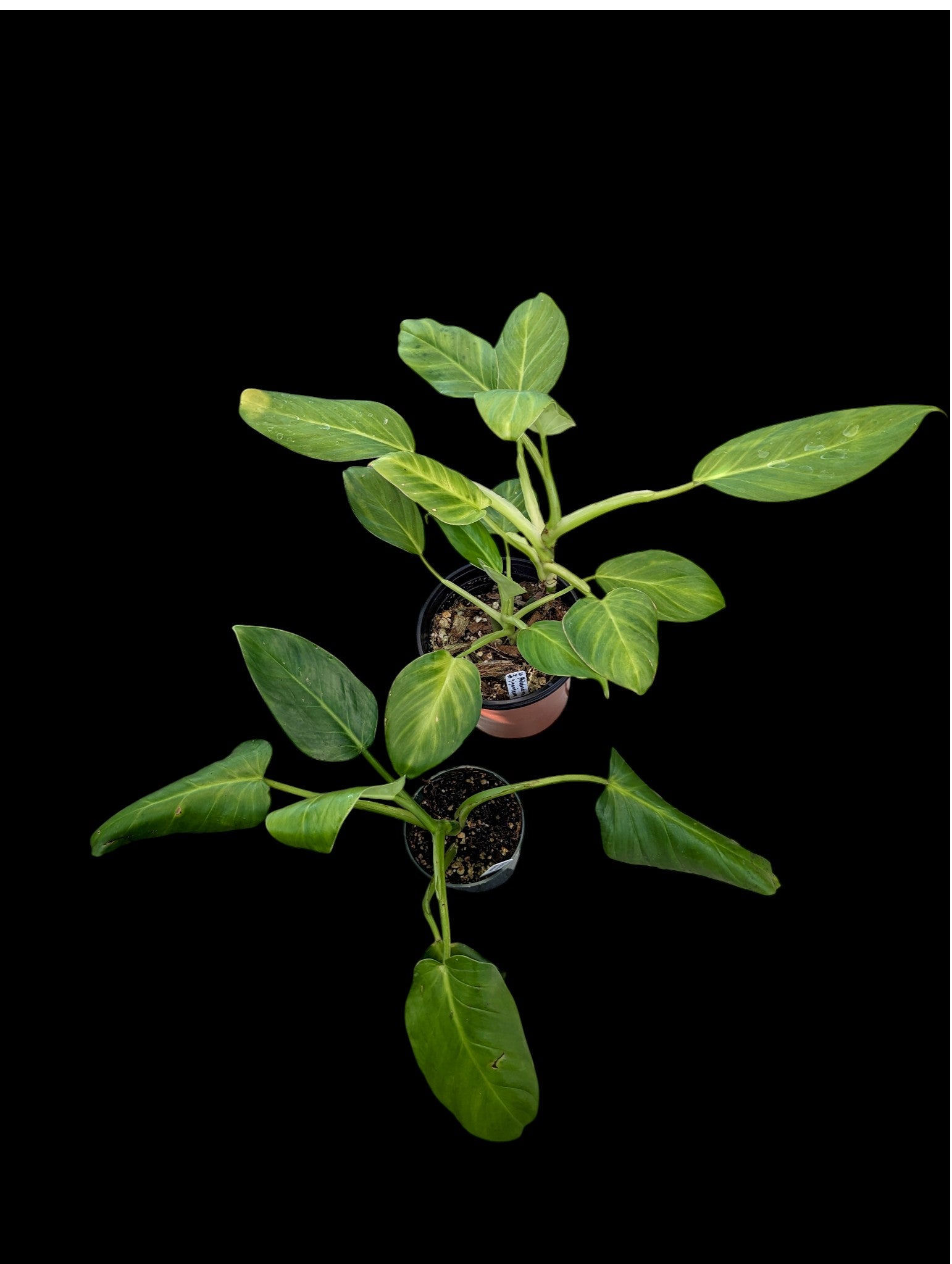 Philodendron giganteum