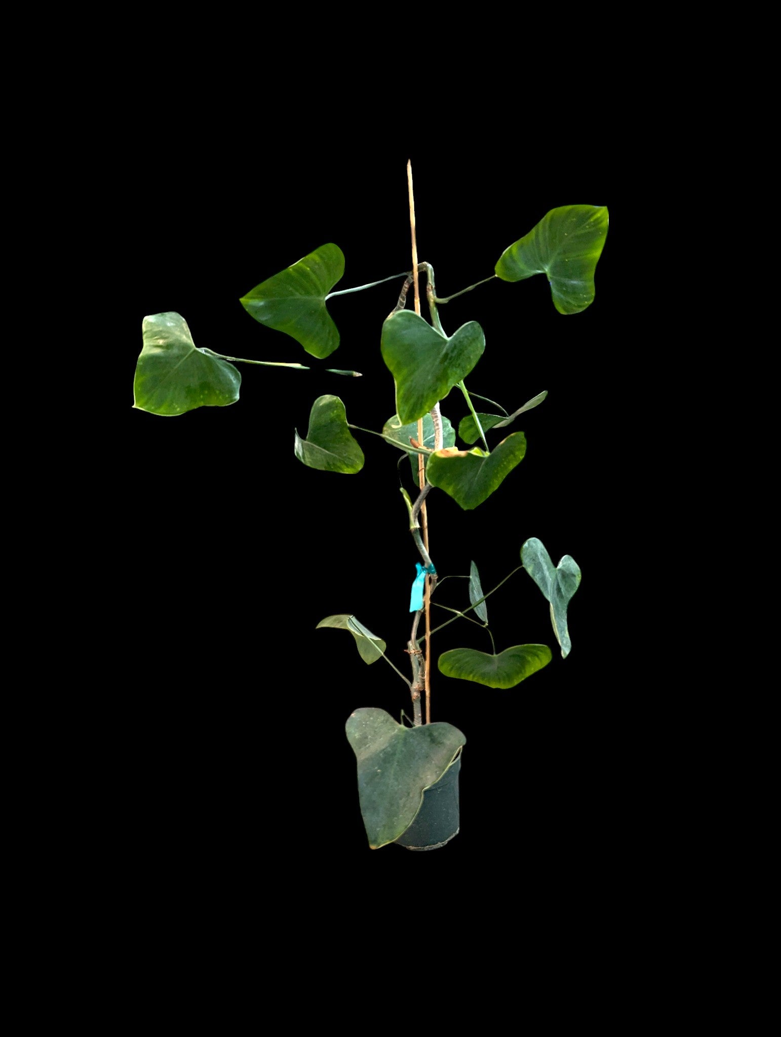 Philodendron microstictum